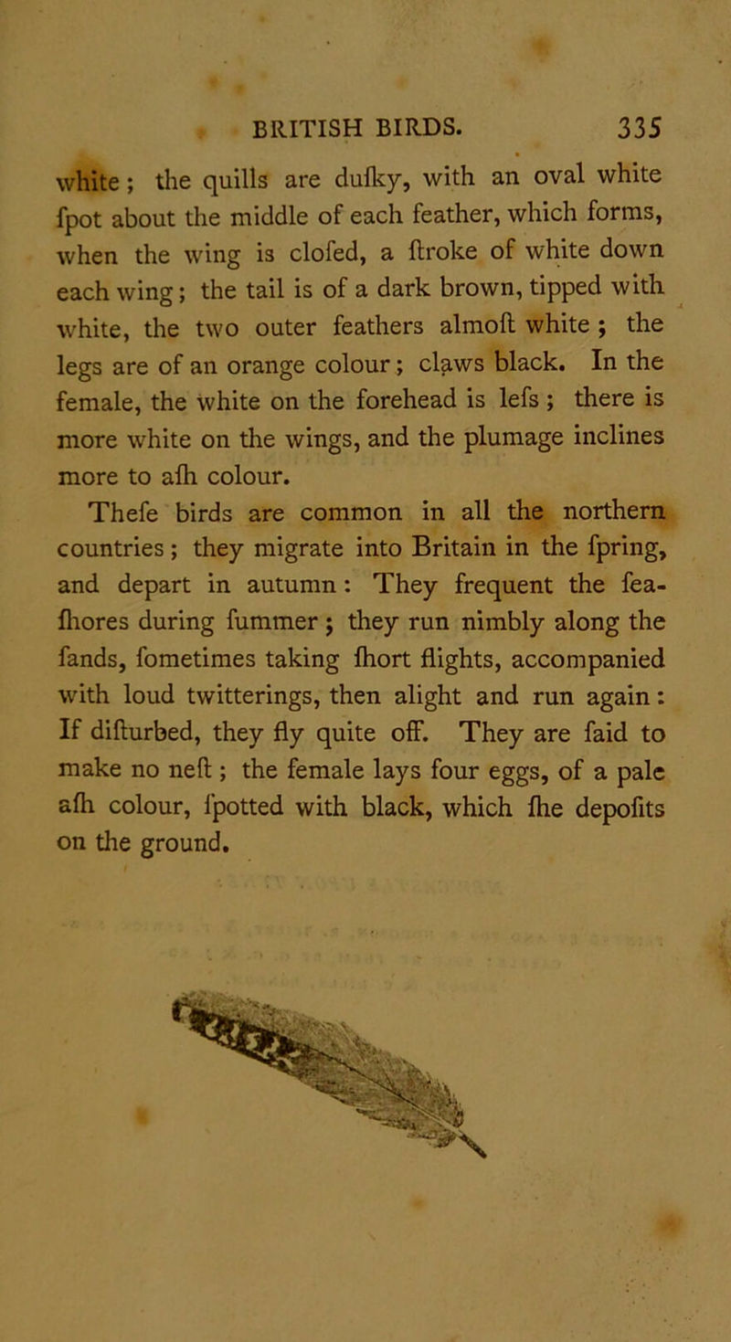 white ; the quills are dufky, with an oval white fpot about the middle of each feather, which forms, when the wing is clofed, a ftroke of white down each wing; the tail is of a dark brown, tipped with white, the two outer feathers almolt white ; the legs are of an orange colour; claws black. In the female, the white on the forehead is lefs ; there is more white on the wings, and the plumage inclines more to afh colour. Thefe birds are common in all the northern countries ; they migrate into Britain in the fpring, and depart in autumn: They frequent the fea- fhores during fummer ; they run nimbly along the fands, fometimes taking fhort flights, accompanied with loud twitterings, then alight and run again: If difturbed, they fly quite ofF. They are faid to make no nefl; the female lays four eggs, of a pale afh colour, fpotted with black, which fhe depofits on the ground.