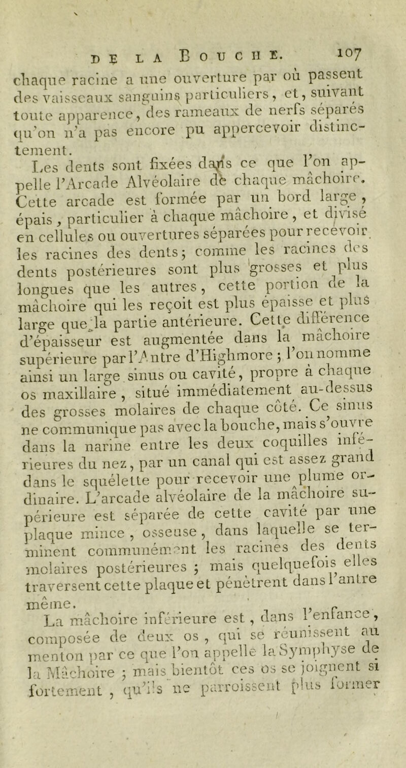 chaque racine a une ouverture par où passent des vaisseaux sanguins particuliers, et, suivant toute apparence, des rameaux de nerfs séparés qu’on n’a pas encore pu appercevoir distinc- tement. , Les dents sont fixées daps ce que I on ap- pelle B Arcade Alvéolaire de chaque mâchoire. Cette arcade est formée par un fiord large , épais , particulier à chaque mâchoire , et divisé en cellules ou ouvertures séparées pour recevoir les racines des dents 3 comme les racines des dents postérieures sont plus grosses et^plus longues que les autres, cette portion ne la mâchoire qui les reçoit est plus épaisse et pins large queda partie antérieure. Cette différence d’épaisseur est augmentée dans la mâchoire supérieure par l’Antre d’Highmore 5 1 011 nomme ainsi un large sinus ou cavité, propre à chaque os maxillaire , situé immédiatement au-dessus des grosses molaires de chaque coté. Ce sinus ne communique pas avec la fiouche, mais s ouvi e dans la narine entre les deux coquilles inté- rieures du nez, par un canal qui est assez giam dans le squélette pour recevoir une plume or- dinaire. L’arcade alvéolaire de la mâchoire su- périeure est séparée de cette cavité par une plaque mince , osseuse , dans laquelle se ter- minent communément les racines des. deins molaires postérieures 5 mais quelquefois elles traversent cette plaque et pénètrent dansl antre même. r La mâchoire inférieure est, dans 1entame, composée de deux os , qui se reunissent au menton par ce que l’on appelle la Symphyse de la Mâchoire ; mais bientôt ces os se joignent si fortement, qu’fis ne parroissent plus iormer 1