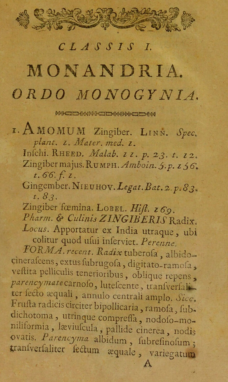 MQNANDRIA. ORDO MONOGYNIA. . i. AMOMUM Zingiber. Linn. Spec. piant, i. Mater, med. i. Infchi. Rheed. Malab. 11, p. 23. t. 12. Zingiber majus. RjjMPU.Amboin. 5.p. 1 $ 6 t. GG.f. 1. Gingember. Nieuho v. Legat. Bat. 2. p. 8 3. t. 83. Zingiber fcemina. Lobel. Hift. Pharni. &amp; Culinis ZINGIBERIS Radix. Locus. Apportatur ex India utraque, ubi colitur quod ufui inferviet. Perenne. FORMA, recent. Radix tuberofa , albido- cmerafcens,extusfubrugofa, digitato-ramofa , velata pelliculis tenerioribus, oblique repens, parencymate carnofo, lutefcente, tranlverlal*- ter lecto «quali, annulo centrali amplo Sicc Fmlla radicis circiter bipollicaria, ramofa dichotoma utrinque compreffa, nodofo-mo- niliform.a, teviufcula, pallide cinerea, nodis ovans. Parencyma albidum , fubrefinofum ; Wai.fverfal.ter fettum aquale, variegatum , . A
