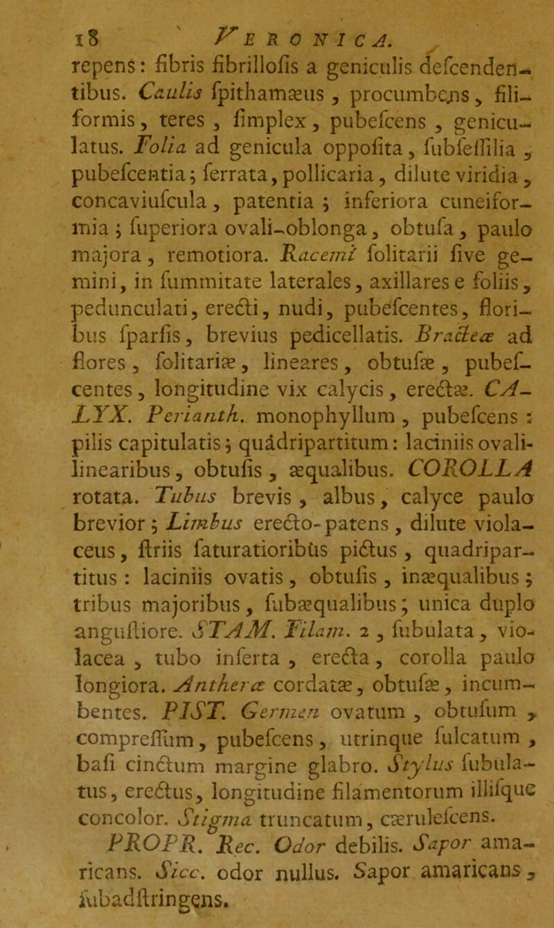iS Veeovica. repens: fibris fibrillofis a geniculis defcenden- tibus. Caulis fpithamaus , procumbens , fili- formis , teres , fimplex, pubefeens , genicu- latus. Folia ad genicula oppofita, fubfeflilia , pubefeentia; ferrata, pollicaria, dilute viridia , concaviufcula, patentia ; inferiora cuneifor- mia i fuperiora ovali-oblonga, obtufa, paulo majora, remotiora. Racemi folitarii five ge- mini, in fummitate laterales, axillares e foliis, pedunculari, eredti, nudi, pubefeentes, flori- bus fparfis, brevius pedicellatis. Bractea ad flores , folitaria, lineares, obtufa , pubef- eentes , longitudine vix calycis, eredta. CA- LYX. Perianth. monophyllum , pubefeens : pilis capitulatis i quadripartitum: laciniis ovali- linearibus, obtufis, aequalibus. COROLLA rotata. Tubus brevis , albus, calyce paulo brevior ; Limbus erecto- patens , dilute viola- ceus , ftriis faturatioribtis pidtus, quadripar- titus : laciniis ovatis, obtulis, inaequalibus ; tribus majoribus, fubaequalibus; unica duplo anguftiore. STAM. Filam. 2 , fubulata, vio- lacea , tubo inferta , eredta, corolla paulo longiora. Anthercc cordata, obtufa, incum- bentes. PIST. Germen ovatum , obtuium , compreflum, pubefeens, utrinque fulcatum , bafi cinctum margine glabro. Stylus iubula- tus, eredtus, longitudine filamentorum illilque concolor. Stigma truncatum, carulelcens. PROPR. Rec. Odor debilis. Sapor ama- ricans. Sicc. odor nullus. Sapor amaricans, iubadftringens.