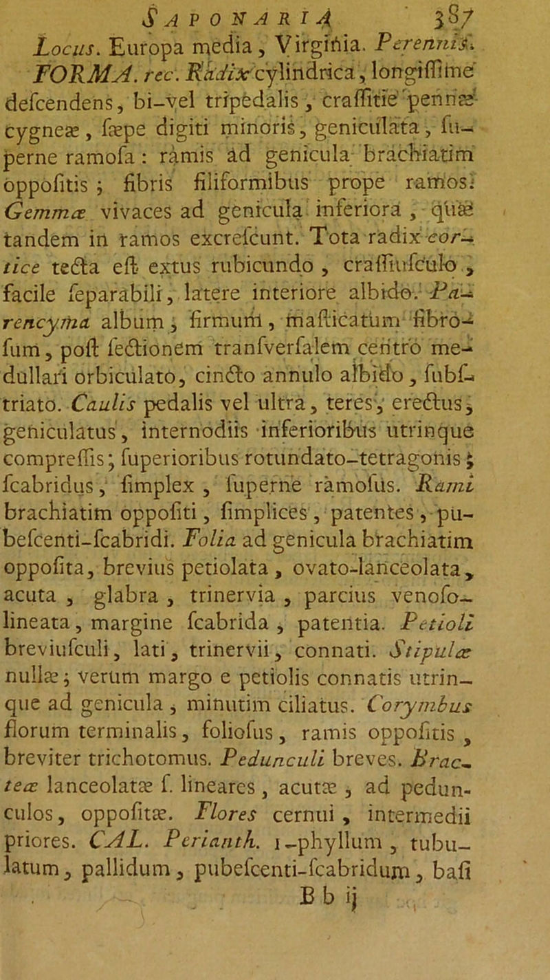 SaPONARIJ j8/ Locus. Europa media, Virgfiftia. PerenniL FORMA, rcc. cylindrica, longiflime' defcendens, bi-vel tripedalis, crafiltie' pennae cygneas, faspe digiti minoris, geniculata, fu- perne ramofa : ramis ad genicula brachiatimi oppofitis i fibris filiformibus prope ramosi Gemmee vivaces ad genicula inferiora , qii£ tandem in ramos excrelcunt. Tota radix cor- tice tedla e fi extus rubicundo , crafiiufculo , facile feparabili, latere interiore albido. Pa- rencymcL album, firmum, mafiicatum fibro- fum, poft fedtionem tranfverialem centro me- dullari orbiculato, cindto annulo albido, fubf- triato. Caulis pedalis vel ultra, teres, eredtus, geniculatus , internodiis inferioribus utrinque comprefiis; fuperioribus rotundato-tetragonis £ fcabridus, fimplex , lupe.rne ramoiiis. Rami braefiiatim oppofiti, fimplices, patentes, pu- befeenti-fcabridi. Folia ad genicula brachiatim oppofita, brevius petiolata , ovato-lanceolata, acuta , glabra , trinervia , parcius venofo- lineata, margine fcabrida , patentia. Petioli breviufculi, lati, trinervii, connati. Stipula: nullas i verum margo e petiolis connatis utrin- que ad genicula , minutim ciliatus. Corymbus florum terminalis, foliofus, ramis oppofitis , breviter trichotomus. Pedunculi breves. Brac- tea lanceolatas f. lineares , acutas , ad pedun- culos , oppofitas. Flores cernui , intermedii priores. CAL. Periantk. i-phyllum, tubu- latum, pallidum, pubefcenti-fcabridum, bafi 1 ; Bb ij