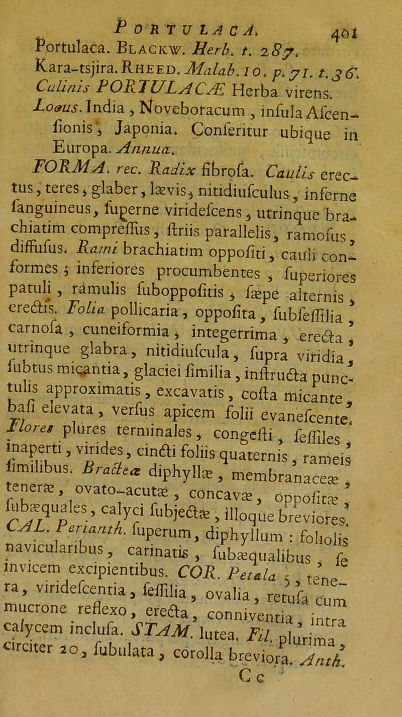 Portulaca. Blackw. Herb. t. 2#7. Kara-tsjira. Rheed. Malab. io. p.yi. t. ?&amp;. Culinis PORPl/LACAL Herba virens. Locus. India , bWboracum , infula Alcen- fionis‘j Japonia* Conleritur ubique in Europa. Annua. FORMA. rec. Radix fibrofa. Caulis erec- tus, teres, glaber, l^vis, nitidiufculus, inferne languineus, fugerne viridefcens, utrinque bra- chiatim comprefllis, ftriis parallelis, ramofus diffufus. Rami brachiatim oppoflti, cauli coni formes ; inferiores procumbentes , fuperiores patuli , ramulis fuboppofitis , fsepe alternis ereftis. Folia pollicaria , oppofita , fubleflilia * carnofa , cuneiformia , integerrima , eredfa * utrinque glabra, nitidiufcula, fUpra viridia! lubtus micantia, glaciei fimilia, inftrufta punc- tulis approximatis , excavatis, cofta micante bafi elevata, verfus apicem folii evanefcente! *Loret P,ures terminales, congefli, felHles ' inaperti, virides, cintfi foliis quaternis , rameis fmilibus. Bractea diphylls, membranacea tenene , ovato-acute , concava, oSpofit* ! Eibcequales, calyci fubjeftfc , ilioque breviores! CAL. Perianth. fuperum, diphyllum : foliolis navicularibus, carinatus, fub*qualibus fe invicem excipientibus. COR. Petala s t’ ra, viridefcentia, feffilia, ovalia, retufa cum mucrone reflexo, erefta, conniventia intra calycem inclufa. STAM. lutea. FU. pljrima circiter 20, fubulata , corolla breviora. Anti Cc
