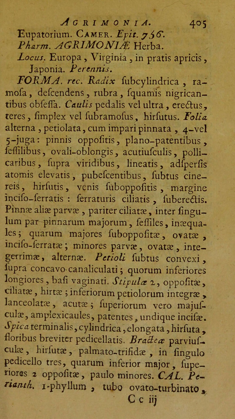 Eupatorium. Camer. Epit. Pfiarm. AGRIMONIAl Herba. Locus. Europa , Virginia , in pratis apricis, Japonia. Perennis. FORMA, rec. Radix fubcylindrica , ra- mofa , defcendens , rubra , fquamis nigrican- tibus obfeffa. Caulis pedalis vel ultra, eredtus, teres, fimplex vel fubramofus, hirfutus. Folia alterna , petiolata, cum impari pinnata , 4-vel 5-juga: pinnis oppofitis, plano-patentibus , feflilibus, ovali-oblongis, acutiufculis, polli- caribus, fupra viridibus, lineatis, adfperfis atomis elevatis, pubefcentibus, fubtus cine- reis , hirfutis, venis fuboppofitis , margine incifo-ferratis : ferraturis ciliatis , fuberedtis. Pinnae aliae parvae , pariter ciliatce, inter flngu- lum par pinnarum majorum, feffiles, inaequa- les; quarum majores fuboppofitae, ovatae , incifo-ferratae; minores parvae, ovatae, inte- gerrimae , alternae. Petioli fubtus convexi, lupra concavo-canaliculati; quorum inferiores longiores, bafi vaginati. Stipulae 2., oppofitae, ciliatae, hirtae; inferiorum petiolorum integrae > lanceolatae, acutae; fuperiorum vero majuf* culx, amplexicaules, patentes, undique incife. Spica terminalis, cylindrica, elongata, hirfuta , floribus breviter pedicellatis. Braclea parviuf- culae, hirfutae, palmato-trifidae , in fingulo pedicello tres, quarum inferior major, fupe- riores 2 oppofitae, paulo minores. CAL. Pe- rianth. i-phyllum 3 tubo ovato-turbinatO a