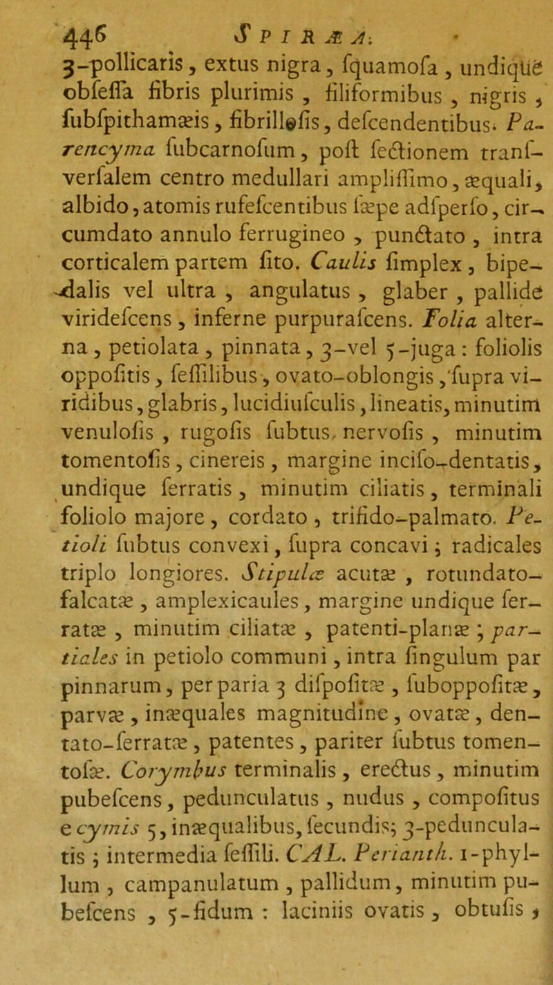 3-pollicaris, extus nigra, fquamofa , undiqtig obfefla fibris plurimis , filiformibus , nigris , fubfpithamseis j fibrillefis, defcendentibus. Pa- rencyma fubcarnofum, poit fectionem tranf- verfalem centro medullari amplifiimo, aequali * albido, atomis rufefcentibus faepe adlperfo, cir- cumdato annulo ferrugineo , pun&amp;ato , intra corticalem partem fito. Caulis fimplex , bipe- dalis vel ultra , angulatus , glaber , pallide viridefcens, inferne purpuralcens. Folia alter- na , petiolata , pinnata, 3-vel 5-juga : foliolis oppofitis, feflilibus, ovato-oblongis ,'fupra vi- ridibus , glabris, lucidiulculis, lineatis, minutim venulofis , rugofis fubtus, nervofis , minutim tomentofis, cinereis , margine incilo-dentatis, undique ferratis, minutim ciliatis, terminali foliolo majore , cordato , trifido-palmato. Pe- tioli fubtus convexi, fupra concavi; radicales triplo longiores. Stipulae acutae , rotundato- falcatae, amplexicaules, margine undique fer- ratae , minutim ciliatae , patenti-planae; par- tiales in petiolo communi, intra fingulum par pinnarum, per paria 3 difpofitae, fuboppofitae, parvae , inaequales magnitudine, ovatis, den- tato- ferratae, patentes, pariter lubtus tomen- tofie. Corymbus terminalis , eredlus , minutim pubefcens, pedunculatus , nudus , compofitus e cymis 5, inaequalibus, fecundis; 3-peduncula- tis ; intermedia fefiili. CAL. Periant/i. i-phyl- lum , campanulatum , pallidum, minutim pu- befcens , 5-fidum : laciniis ovatis , obtufis *