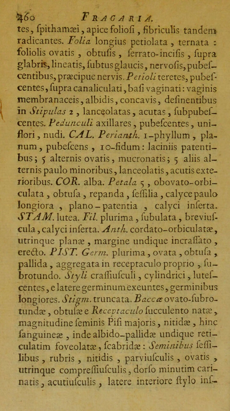 tes, fpithamasi, apice foliofi , fibriculis tandem radicantes. Folia, longius petiolata , ternata : foliolis ovatis , obtufis, ferrato-incilis, fupra glabris, lineatis, fubtus glaucis, nervolis,pubef- centibus, prascipue nervis. Petioli teretes, pubef* centes, fupra canaliculati, bali vaginati: vaginis membranaceis, albidis, concavis, delinentibus in Stipulas 2 , lanceolatas, acutas, fubpubef- centes. Pedunculi axillares, pubefcentes, uni- flori, nudi. CAL. Perianth. i-phyllum, pla- num, pubefcens , 10-fidum: laciniis patenti- bus; 5 alternis ovatis, mucronatis; 5 aliis al- ternis paulo minoribus, lanceolatis, acutis exte- rioribus. COR. alba. Petala 5 , obovato-orbi- culata , obtufa, repanda, fefhlia, calyce paulo longiora , plano - patentia , calyci inferta. STAM. lutea. Fil. plurima , lubulata, breviuf- cula, calyci inferta. Anth. cordato-orbiculatce, utrinque planas , margine undique incraflato , erefto. PIST. Genn. plurima, ovata , obtufa , pallida, aggregata in receptaculo proprio , fu- brotundo. Styli crafliufculi, cylindrici, lutef- centes, e latere germinum exeuntes, germinibus longiores. Stigm. truncata. Baccce ovato-fubro- tundas, obtulas e Receptaculo fucculento natre , magnitudine feminis Pili majoris, nitidae , hinc fanguinese , inde albido—pallidae undique reti- culatim foveolatie, fcabridx: Seminibus fefli- libus, rubris , nitidis , parviufculis , ovatis , utrinque comprefliufculis, dorfo minutim cari- natis, acutiufculis, latere interiore ftylo ini-