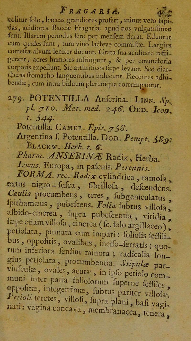 FrAGARI A. 'q? » tolitur folo, baccas grandiores profert, minus vero lapi- das, acidiores. Baccx Fragarke apud nos vulgatiffima; funt. Illarum periodus fere per menfem durat. Eduntur cum quales funt, tum vino la&amp;eve commiltx. Largius comeftae alvum leniter ducunt. Grata fua aciditate refri- gerant, acres humores infringunt, &amp; per emun&amp;oria corporis expellunt. Sic arthriticos ftepe levant. Sed diar- rhoeas flomacho languentibus inducunt. Recentes adhi- bendae , cum intra biduum plerumque corrumpantur. 2.79. POTENTILLA Anferina. Linn. Sp. pl. 710. Mat. med. ^^51 Oed. Icon, r. S44. Potentilia. Camer. Fpit. 7$8. Argentina f. Potentilla. Dod. Pempt. 38$; Blackw. Herb. t. PJiarm. ANSEP1NJE Radix, Herba.. Locus. Europa, in pafcuis. Perennis. FORMA, rec. Radix cylindrica , ramofa extus nigro - fufca , fibrillofa , delcendens Caulis procumbens , teres , fubgeniculatus ' fpithamams , pubefcens. Folia fubtus villofa ’ albido-cinerea , fupra pubefcentia , viridia ’ tepe etiam villofa , cinerea (fc. folo argillaceo ) ’ pctiolata, pinnata cum impari: foliolis fefftli > bus . oppofitis ovalibus, incifo-ferratis; quo. rum inferiora fenfim minora 5 radicalia l0n- glus petiolata, procumbentia. Stipula nar viufcute, ovales, acuta:, in ipfo petiolo comi muni inter paria foliolorum fuperne feffiles oppofita», integerrima:, fubtus pariter villofe Ftnoh teretes, villofi, fupra plani, bafi vagii nati: vagina concava, membranacea, tenera