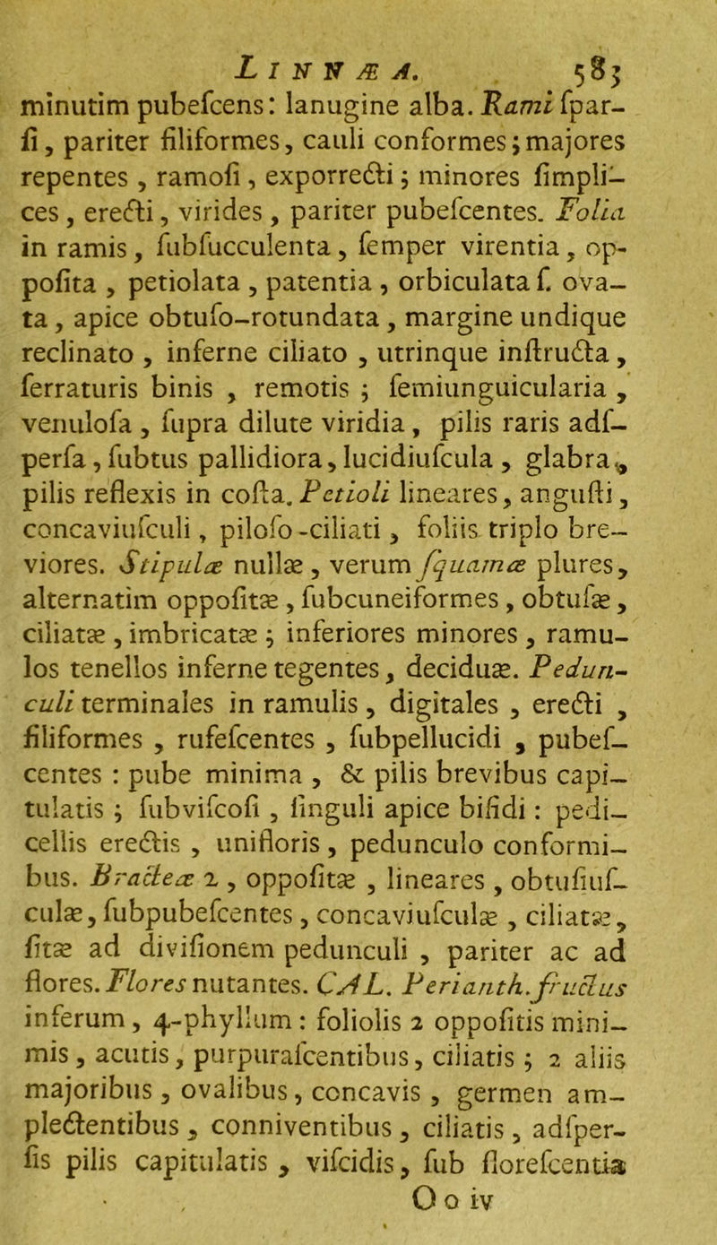 L I N N M A. 585 minutim pubefcens: lanugine alba. Rami fpar- ii, pariter filiformes, cauli conformes i majores repentes , ramofi , exporre&i ; minores fimpli- ces , eredi, virides , pariter pubefcentes. Folia in ramis, fubfucculenta, femper virentia, op- pofita , petiolata , patentia , orbiculata fi ova- ta , apice obtufo-rotundata, margine undique reclinato , inferne ciliato , utrinque inftruda, ferraturis binis , remotis ; femiunguicularia , venulofa , lupra dilute viridia, pilis raris adf- perfa, fubtus pallidiora, Iucidiufcula , glabra., pilis reflexis in cofta. Petioli lineares, angufti, concaviufculi, pilofo -ciliati, foliis triplo bre- viores. Stipulas nullae , verum fquamce plures, alternatim oppofme, fubcuneiformes, obtuli, ciliatae, imbricatae; inferiores minores, ramu- los tenellos inferne tegentes, deciduae. Pedun- culi terminales in ramulis, digitales , eredi , filiformes , rufefeentes , fubpellucidi , pubef- centes : pube minima , & pilis brevibus capi- tulatis ; fubvifeofi , finguli apice bifidi: pedi— cellis eredis , unifloris, pedunculo conformi- bus. Bracteae z , oppofitae , lineares , obtufiuf- culse, fubpubefcentes, concaviufculi , ciliatae, fitae ad divifionem pedunculi , pariter ac ad flores. Flores nutantes. CJL. Perianth.frudus inferum, 4-phyllum: foliolis 2 oppofitis mini- mis , acutis, purpurafeentibus, ciliatis; 2 aliis majoribus, ovalibus, concavis, germen am- pledentibus , conniventibus , ciliatis, adfper- fis pilis capitulatis , vifeidis, fub florefeentia