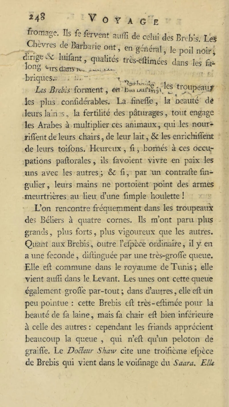 tr°llPeauf ’ 7 - ■—• __A I.( “ V O Y A G E fromage. Ils Te fervent suffi de celui des Brebis. LeS Chevres de Barbarie ont, en général, le poil noir» f!‘ff bufent, qualités très-elKnxées dans les fa- lono Hrs dans briques.- . • Les Brebis forment, en ffiu utn*in^f les plus confidérables. La finefte, la oeauté de leurs la.n s* la fertilité des pâturages, tout engage les Arabes à multiplier ces animaux, qui les nour- rirent de leurs chairs, de leur lait, &amp; les enrichiflent de leurs toifons. Heureux, fi, bornés à ces occu- pations paftorales, ils favoient vivre en paix les uns avec les autres ; &amp; fi, par un contrafte fin- gulier, leurs mains ne portoient point des armes meurtrières au lieu d’une fimple houlette ! L’on rencontre fréquemment dans les troupeaux des Béliers à quatre cornes. Ils m’ont paru plus grands, plus forts, plus vigoureux que les autres. Quant aux Brebis, outre l’efpèce ordinaire, il y en a une fécondé, diftinguée par une très-groffie queue. Elle eft commune dans le royaume de Tunis; elle vient suffi dans le Levant. Les unes ont cette queue également grofle par-tout ; dans d’autres, elle eft un peu pointue : cette Brebis eft très-eftimée pour la beauté de fa laine, mais fa chair eft bien inférieure à celle des autres : cependant les friands apprécient beaucoup la queue , qui n’eft qu’un peloton de gralffe. Le Docteur Shaw cite une troifième efpèce de Brebis qui vient dans le voifinage du Saura. Elit