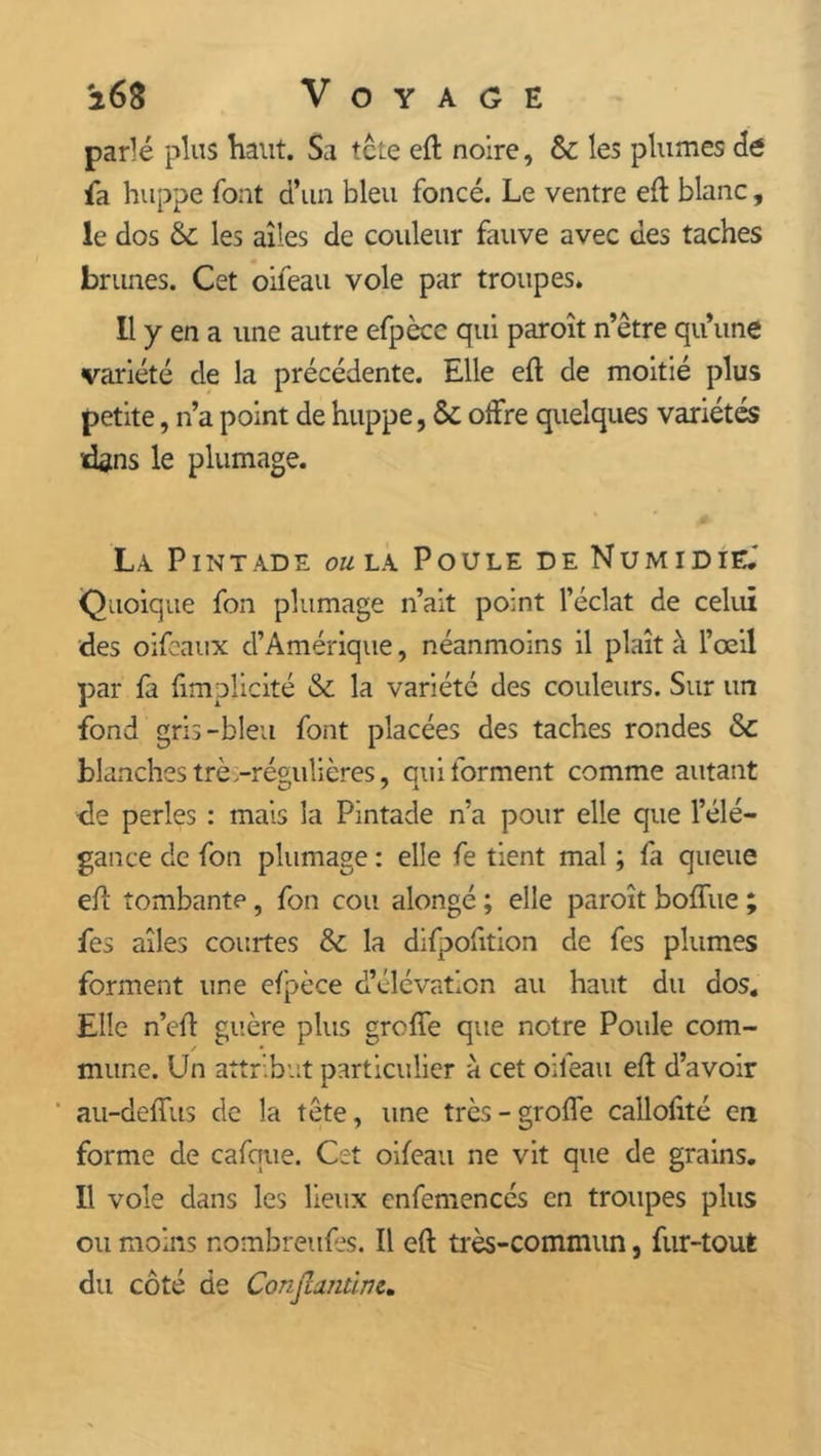 parlé plus haut. Sa tcte eft noire, & les plumes cte fa huppe font d’un bleu foncé. Le ventre eft blanc, le dos & les aîles de couleur fauve avec des taches brunes. Cet oifeau vole par troupes. Il y en a une autre efpècc qui paroît n’être qu’une variété de la précédente. Elle eft de moitié plus petite, n’a point de huppe, & offre quelques variétés dans le plumage. La. Pintade ou la Poule de Numidie.' Quoique fon plumage n’ait point l’éclat de celui des oifeaux d’Amérique, néanmoins il plaît à l’œil par fa fimplicité & la variété des couleurs. Sur un fond gris-bleu font placées des taches rondes &c blanches trè -régulières, qui forment comme autant de perles : mais la Pintade n’a pour elle que l’élé- gance de fon plumage: elle fe tient mal ; fa queue eft tombante, fon cou alongé ; elle paroît boffue ; fes aîles courtes & la difpofition de fes plumes forment une efpèce d’élévation au haut du dos. Elle n’efl guère plus greffe que notre Poule com- mune. Un attribut particulier à cet oifeau eft d’avoir au-deffus de la tête, une très - groffe callofité en forme de cafque. Cet oifeau ne vit que de grains. Il vole dans les lieux enfemencés en troupes plus ou moins nombreufes. Il efl très-commun, fur-tout du côté de Conjîantine.