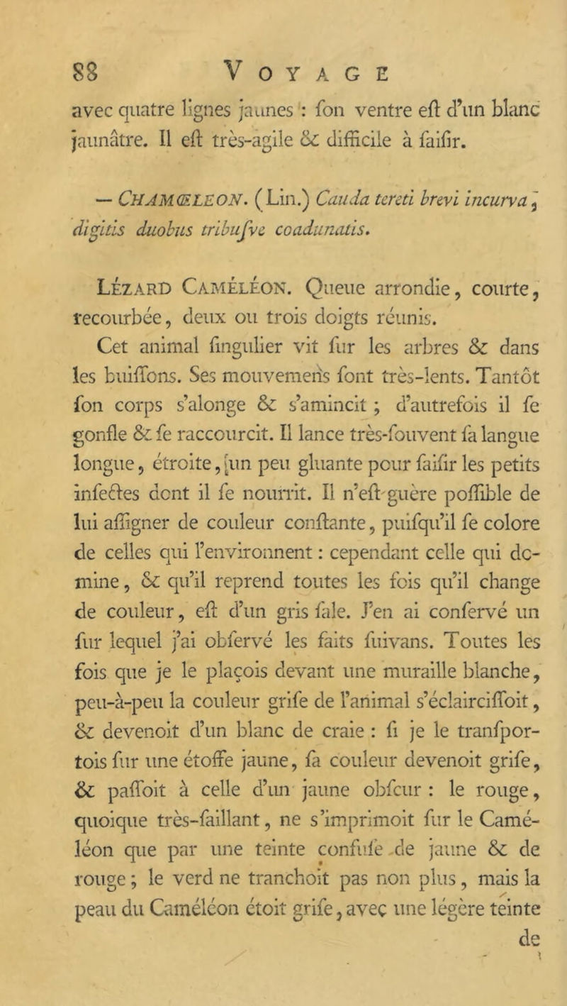 avec quatre lignes jaunes : fon ventre efl d’un blanc jaunâtre. Il efl très-agile ce difficile à faifir. — Cham.qf.leon. (Lin.) Couda tcreti brevi incurva, digitis duobus tribufvc coadunatis. Lézard Caméléon. Queue arrondie, courte, recourbée, deux ou trois doigts réunis. Cet animal fmgulier vit fur les arbres & dans les bluffons. Ses mouvemeris font très-lents. Tantôt fon corps s’alonge & s’amincit ; d’autrefois il fe gonfle & fe raccourcit. Il lance très-fouvent fa langue longue, étroite, [un peu gluante peur faifir les petits infeéles dent il fe nourrit. Il n’efbguère poffible de lui affigner de couleur confiante, puifqu’il fe colore de celles qui l’environnent : cependant celle qui de- mine , & qu’il reprend toutes les fois qu’il change de couleur, efl d’un gris fale. J’en ai confervé un fur lequel j’ai obfervé les faits fuivans. Toutes les fois que je le plaçois devant une muraille blanche, peu-à-peu la couleur grife de l’animal s’éclairciffoit, & devenoit d’un blanc de craie : fi je le tranfpor- tois fur une étoffe jaune, fa couleur devenoit grife, & paffoit à celle d’un jaune obfcur : le rouge, quoique très-faillant, ne s’imprimoit fur le Camé- léon que par une teinte confufe de jaune & de rouge ; le verd ne tranchoit pas non plus, mais la peau du Caméléon étoit grife, avec une légère teinte de