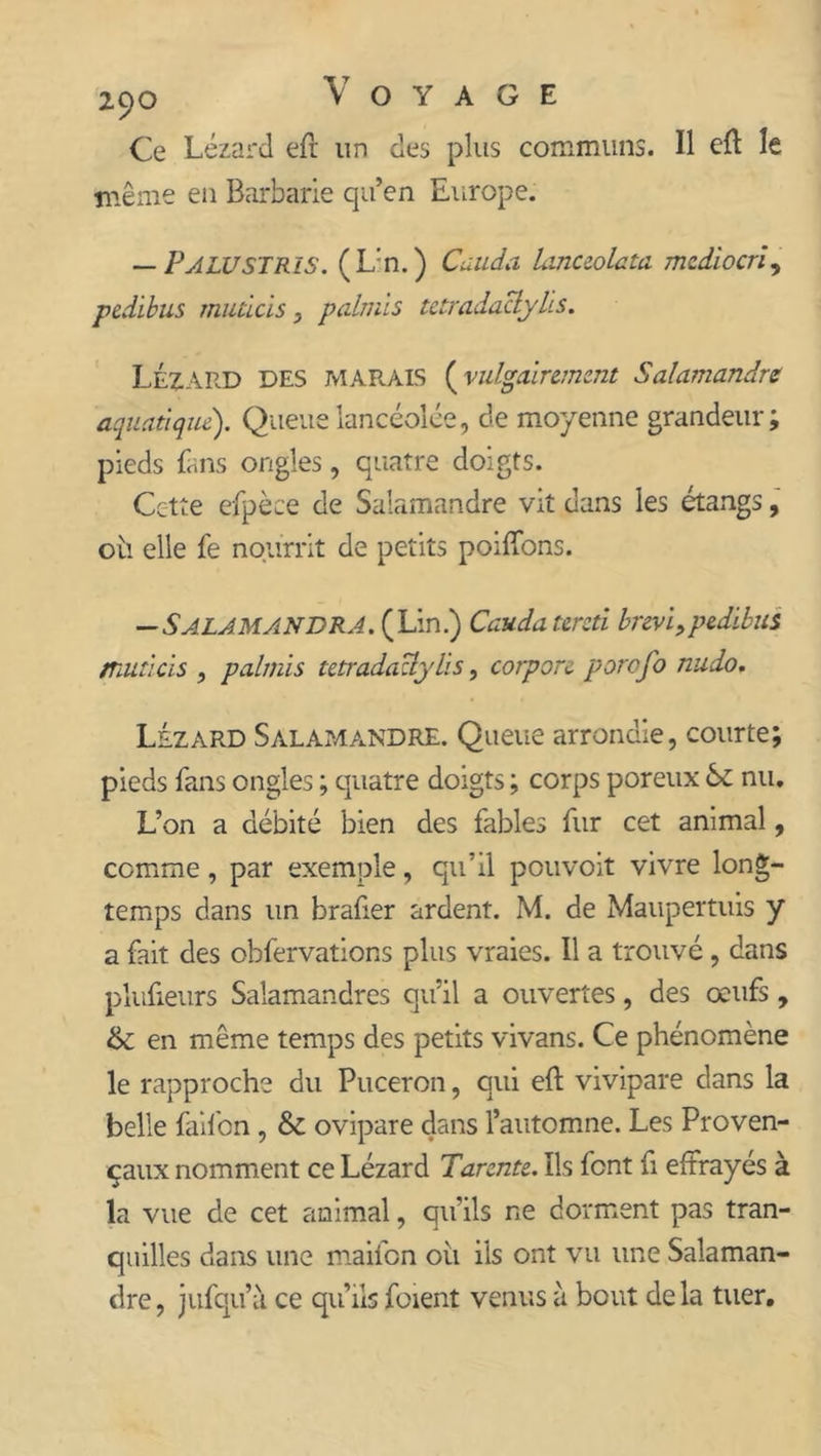 Ce Lézard eft un des plus communs. Il eft le même en Barbarie qu’en Europe. — PalüSTRîS. (L:n.) Cauda Linceolata mcdiocri„ pedibus mutlcis, palmls tetradaclylis. LÉZARD DES MARAIS ( vulgairement Salamandre aquatique). Queue lancéolée, de moyenne grandeur; pieds fans ongles, quatre doigts. Cette efpèce de Salamandre vit dans les étangs, 011 elle fe nourrit de petits poiffons. —Salamandra. (Lin.) Cauda teretl brevi, pedibus mutlcis , palmls tetradaclylis, corpon porofo nudo. Lézard Salamandre. Queue arrondie, courte; pieds fans ongles ; quatre doigts ; corps poreux 61 nu. L’on a débité bien des fables fur cet animal, comme, par exemple, qu’il pouvoit vivre long- temps dans un brafier ardent. M. de Maupertuis y a fait des obfervations plus vraies. Il a trouvé , dans plufieurs Salamandres qu’il a ouvertes, des œufs, en même temps des petits vivans. Ce phénomène le rapproche du Puceron, qui eft vivipare dans la belle faifon, & ovipare dans l’automne. Les Proven- çaux nomment ce Lézard Tarente. Ils font fi effrayés à la vue de cet animal, qu’ils ne dorment pas tran- quilles dans une maifon ou ils ont vu une Salaman- dre, jufqu’à ce qu’ils foient venus à bout delà tuer.