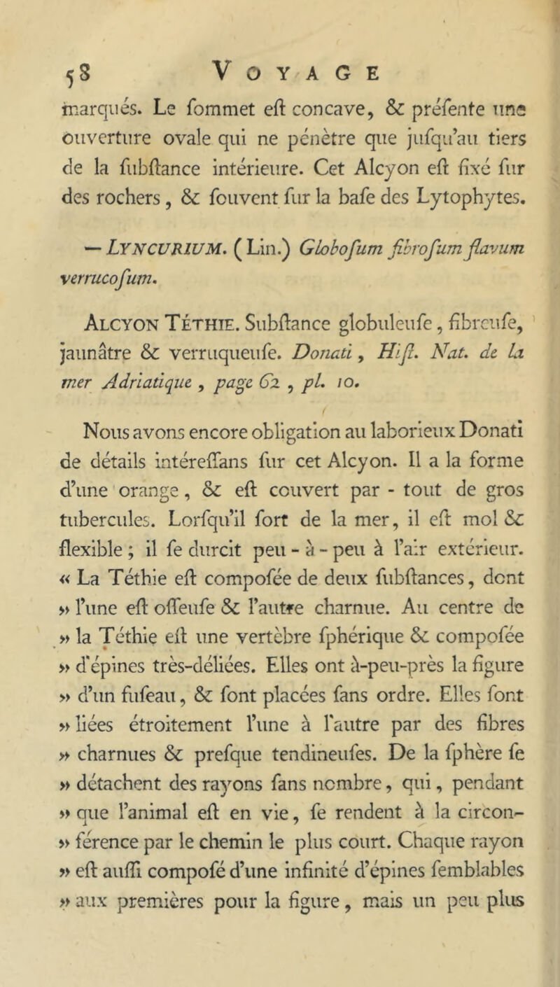 inarqiiés. Le fommet eft concave, & préfente nne ouverture ovale qui ne pénètre que jufqu’au tiers de la fubftance intérieure. Cet Alcyon eft fixé fur des rochers, & fouvent fur la bafe des Lytophytes. — LyncurîUM. ( Lin.) GLobofum Jihrofum jlaviim verrucofum. Alcyon Téthie. Subfiance globuleufe, fibreufe, ' jaunâtre & verruqueufe. Donati, Hijî. Nat. dt Ix mer Adriatique , page 62 , pL 10. Nous avons encore obligation au laborieux Donati de détails intérefians fur cet Alcyon. Il a la forme d’une orange, & eft couvert par - tout de gros tubercules. Lorfqu’il fort de la mer, il cft mol & flexible ; il fe durcit peu - à - peu à l’air extérieur. « La Téthie efi compofée de deux fubfiances, dont » l’une efi ofleufe & l’autre charnue. Au centre de » la Téthie efi une vertèbre fphérique & compofée » d'épines très-déliées. Elles ont à-peu-près la figure » d’un fufeau, & font placées fans ordre. Elles font «liées étroitement l’une à l'autre par des fibres » charnues & prefque tendineufes. De la fphère fe » détachent des rayons fans nombre, qui, pendant « que l’animal efi en vie, fe rendent à la circon- « férence par le chemin le plus court. Chaque rayon « eft aiifii compofé d’une infinité d’épines femblables » aux premières pour la figure, mais un peu plus