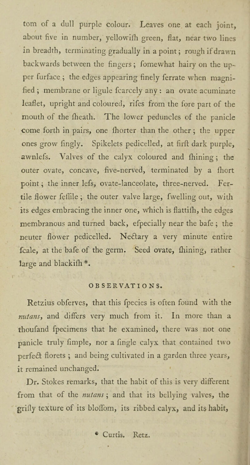tom of a dull purple colour. Leaves one at each joint, about five in number, yellowifh green, flat, near two lines in breadth, terminating gradually in a point; rough if drawn backwards between the fingers; fomewhat hairy on the up- per furface ; the edges appearing finely ferrate when magni- fied ; membrane or ligule fcarcely any : an ovate acuminate leaflet, upright and coloured, rifes from the fore part of the mouth of the fheath. The lower peduncles of the panicle % come forth in pairs, one Ihorter than the other ; the upper ones grow fingly. Spikelets pedicelled, at firft dark purple, awnlefs. Valves of the calyx coloured and fhining; the outer ovate, concave, five-nerved, terminated by a fhort point \ the inner lefs, ovate-lanceolate, three-nerved. Fer- tile flower feflile ; the outer valve large, fwelling out, with its edges embracing the inner one, w'hich is flattifh, the edges membranous and turned back, efpecially near the bafe ; the neuter flower pedicelled. Nectary a very minute entire fcale, at the bafe of the germ. Seed ovate, fhining, rather large and blackifh #. OB SERVATIONS. Retzius obferves, that this fpecies is often found with the nutans, and differs very much from it. In more than a thoufand fpecimens that he examined, there was not one panicle truly Ample, nor a Angle calyx that contained two perfect florets ; and being cultivated in a garden three years, it remained unchanged. Dr. Stokes remarks, that the habit of this is very different from that of the nutans ; and that its bellying valves, the grifly texture of its bloffom, its ribbed calyx, and its habit, * Curtis. Retz.