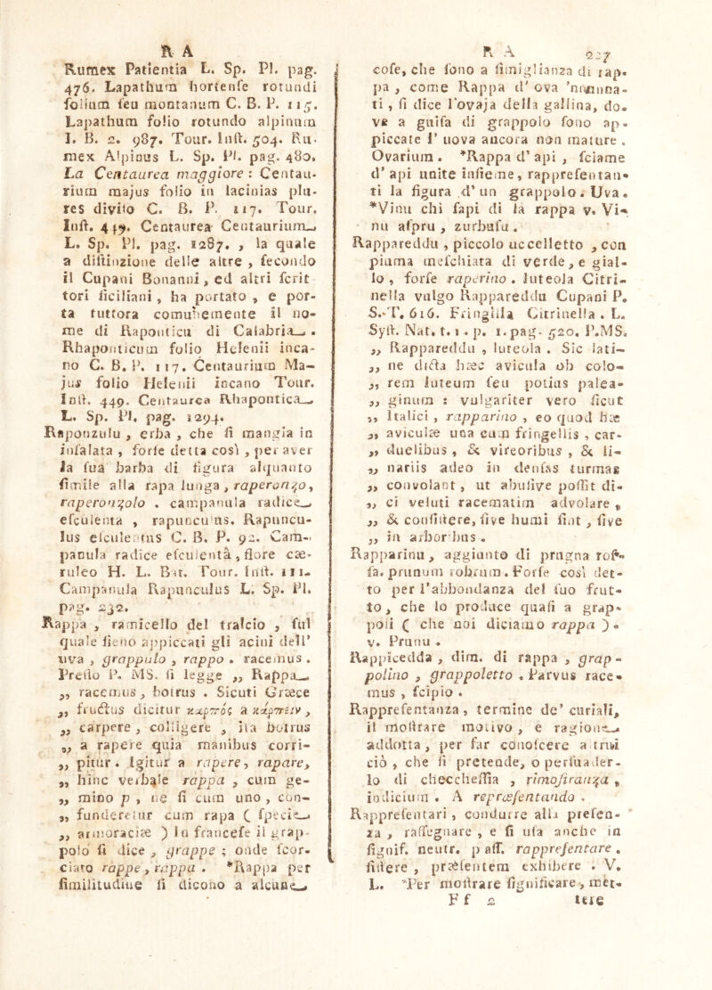 Rumex Patientia L. Sp. PI. pag. 476. Lapathum hortenfe rotundi iolium i’ea montanum C. B. P. 115;. Lapathum folio rotundo alpinum I. B. 2. 987* Tour. loft. 5’04. Bu* niex Alpious L. Sp. Pf. pag. 480. La Centaurea maggiore : Centau- rium raajus folio in lacinias plu- res divito C. B. P. 117. Tour. Infì. 44^, Centaurea- CentauriiuTUi L. Sp. Pj. pag. 1287. > quale a diftinzione delle altre , fecoiido il Cupani Bonanni^ed altri fcrit tori iicìlianì ^ ha portato , ù por- ta tuttora comuìsemente II no- me di Kapouticu di Calabria^ . Rhaporrticum folio Hclenii inca- no C. B, P. 117. Centaurìum Ma- ju^ folio Helenii incano Tour, imi. 449. Centaurea f\.hapontica_^ L. Sp. Pi, pag. 1294. Raponzulu , erba , che fì mangia in infalata , forte detta cos'i , per aver la fua barba di fgura alquanto fìcTìile alla rapa lunga , , raperori^olo . campanula railtce^ efeuienta , rapuncu’us. Rapuncu- lus elculer-rus C. B. P. 92. Cam- panula radice efeuienta , flore cae- ruleo H. L. Bn. Tour, In li. 111- Campaiiula P\apuaculLis L, Sp. PI. p?g. 232. ^ Rappa ramicelio del tralcio , fui quale iieiio appiccati gli acini dell* iiv’-a , grappalo , rappo • racemus . Predo P, MS. d l^^gge Rappii^ ,, raccfiiiis^ botrus . Sicuti Crcece fruéius dicitur a Kct^Truv , carpere , col figere ^ ila botms a rapere quia manibus corri- pitur. Igitur a rapere y rapare^ hinc verbale ràppa , cum ge- 5, mino p , ne fi cum uno , con- „ fundereìur cum rapa C fp^cit-* ,, afiiìoracice ) In fraucefe ii grap^ polo fi dice ^ grappe ; onde feor- ciato ruppe, rappa , ^'Rappa per fimilituclìue fi dicono a alcune-» 9) ! 3» R A Q.Z 2 cofe, che tòno a fimiglianza di tap- pa , come Rappa d' ova 'nnjanoa- ti , fi dice lovaja della gallina, do. v« a guìfa di grappolo fono ap« piccate 1’ uova ancora non mature , Ovarium. ^Rappa d’api , feiame d* api unite infieme, rapprefentau* ti la figura ,4'un grappolo. Uva • ^Vinu chi fapi di la rappa v. Vi*», • nu arprii , zurbufu, Rappareddu , piccolo uccelletto ^con piuma mefcluata dì verde, e gial- lo, forfè raperino, Juteoia Citri* nella vulgo Rappareddu Cupani P* S.-'r*6i6. Fi'ingiilà Citrinella . L, Syd. Nat. 1.1 . p. I.pag - 520, P.MS. ,, Rappareddu , luteola . Sic Iati- ,, ne clifìa lirec avicula oh colo- „ rem luteum feu potius palea- ,, ginum : vulgariter vero ilcut Italici , rapparìno , eo quod hte aviculse una cum frlngeUis , car- ,, duelibus , 'E< vireorìbus , Se ii- 9, narlis adeo in denfss turmas ,, convolant, ut abiillve poffìt di- 9, ci vediti racematim advolare ^ 99 Se confidere, five humì fint , live ,, in arbor bus . Rapparinu , aggiunto di prugnarof'- fa. prunum robrum . Forfè cosi det- to per Pabbondanza del tuo frut- to, che lo produce quali a grap- poli Q che noi diciamo rappa ^ V. Pfiinu . Rappicedda , dim. di rappa , grap- pollilo grappaletto ^ race- mos , fcipio . Rapprefentanza , termine de’curiali, il molirare moiivo , e ragiontt^. addotta, per far conofeere aurivi ciò, che fi pretende, o perfuaJer- lo dì checchefiia , rlinojirair^a » indicium. A repnefentando , Rapprefentari , conduire alia prefen- * la , raffegnare , e fi ula anche in fìgnif. neutf, p alT. rapprejentare , filiere , pr?è(entera exhibere . V. L. Ter inoilrare fignificare , mct-