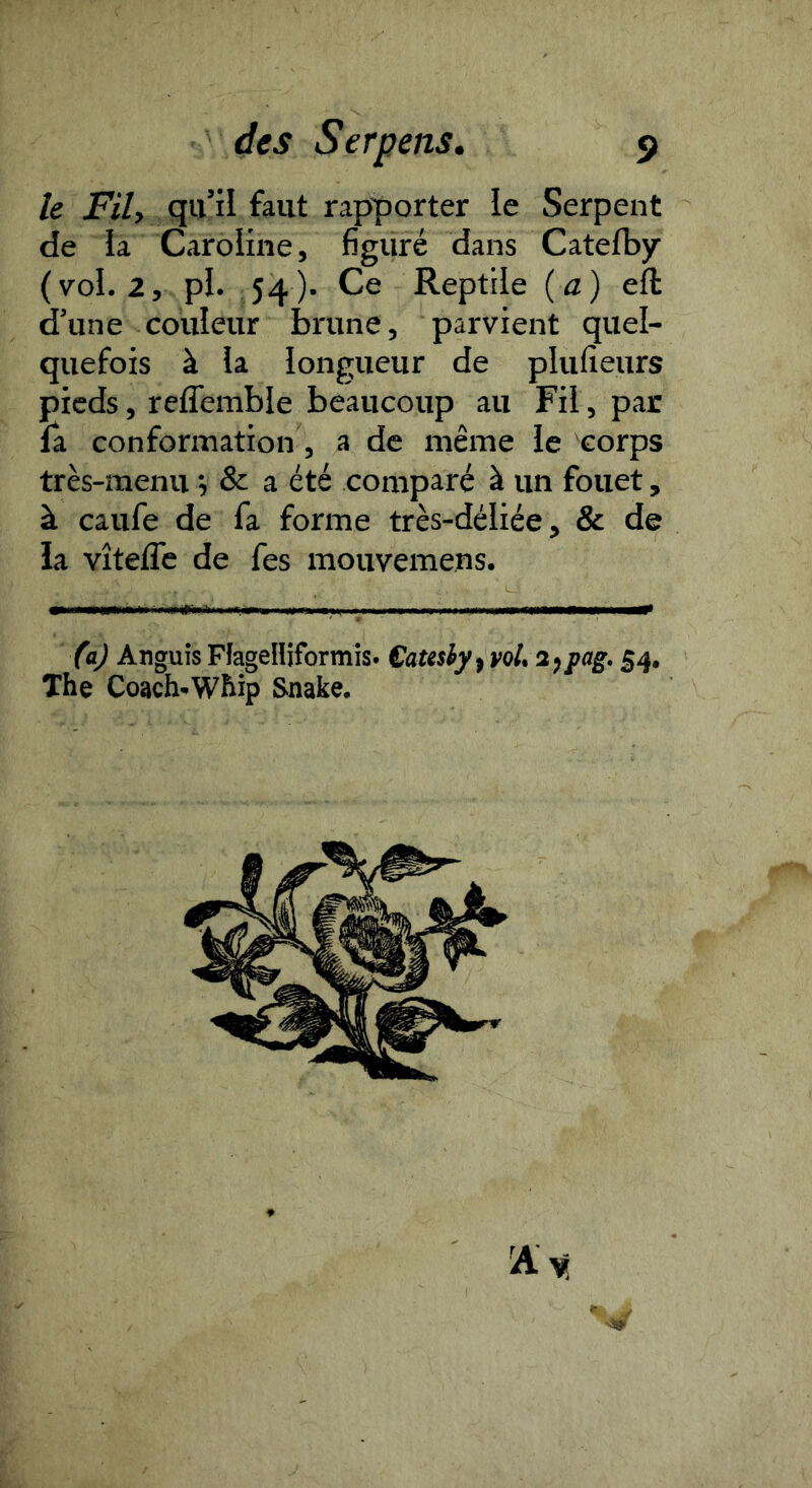h Fil, qu’il faut rapporter le Serpent de la Caroline, figuré dans Catefby (vol. 2, pl. 54). Ce Reptile (a) eft d’une couleur brune, parvient quel- quefois à la longueur de plufieurs pieds, reffemble beaucoup au Fil, par fa conformation, a de même le corps très-menu j & a été comparé à un fouet, à caufe de fa forme très-déliée, & de îa vîtefle de fes mouvemens. (a) Anguis FlagelUformis. Catesiy fVol. 2)pag. 54. The Coach-W&ip Snake.