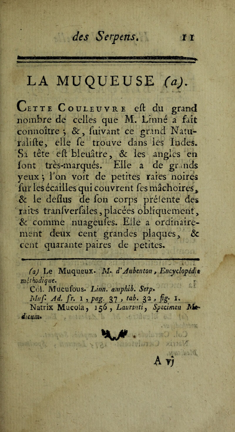 LA MUQUEUSE (a). Cette Couleuvre eft du grand nombre de celles que M. Linné a fait connoître v & > fuivant ce grand Natu- raiifte> elle fe trouve dans les Indes, Sa tête eft bleuâtre^ & les angles en font très-marqués. Elle a de grands yeux-, Ton voit de petites rares noires fur les écailles qui couvrent Tes mâchoires ^ & le deflus de fon corps prélente des raies tranfverfaies j placées obliquement ^ & comme nuageufes. Elle a ordinaire- ment deux cent grandes plaques^ & cent quarante paires de petites^ faj Le Muqueux. M. d*Juhenton ^ Encychpédit méthodique. Coi. Mueufous. Linn. amphlb. Serp». Mnf- Ai. fr. l , peg. 37 , tab. 32 , fig. I. Natrix Mucoia, 3 5<J, LauTînti, Spicimea Mt- diCtiUU Av