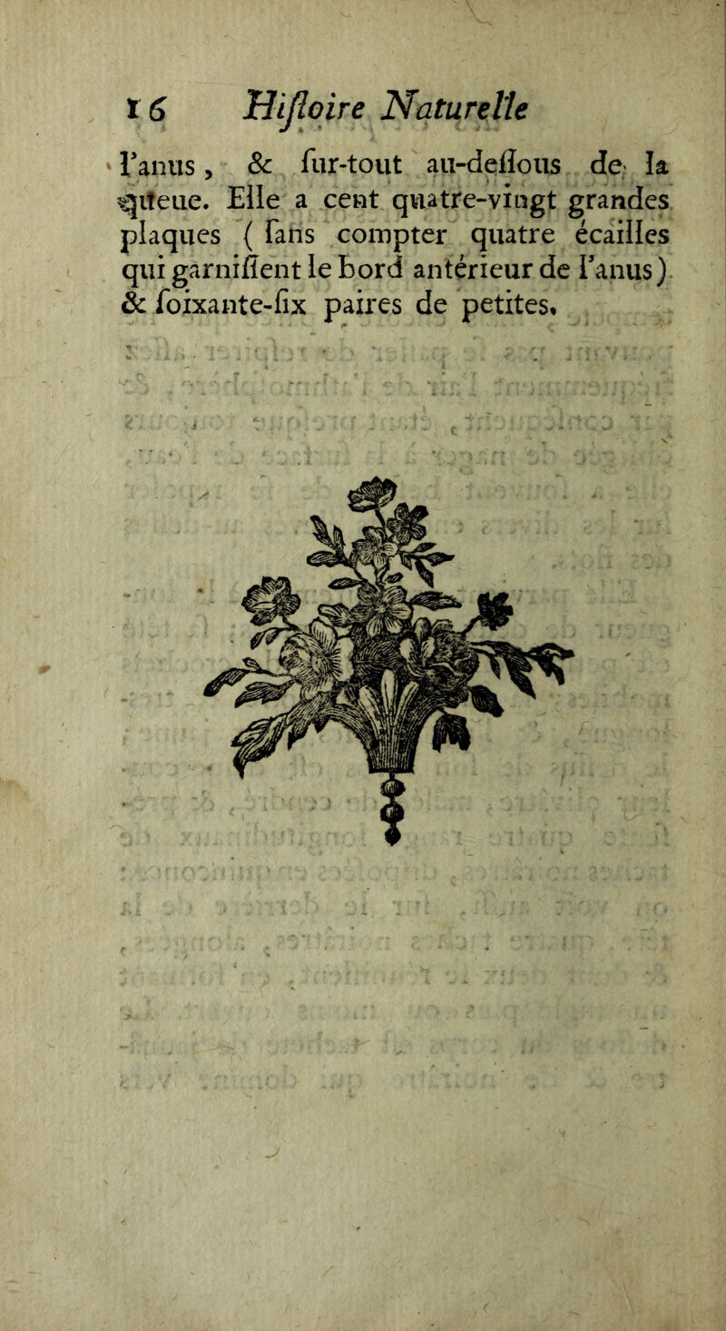 ' Tanns, & fur-tout au-dçflous de la ^iteue. Eile a cent qviatre-viugt grandes plaques ( fans compter quatre écailles qui garnifîent le bord antérieur de l’anus) èc foixante-fix paires de petites.