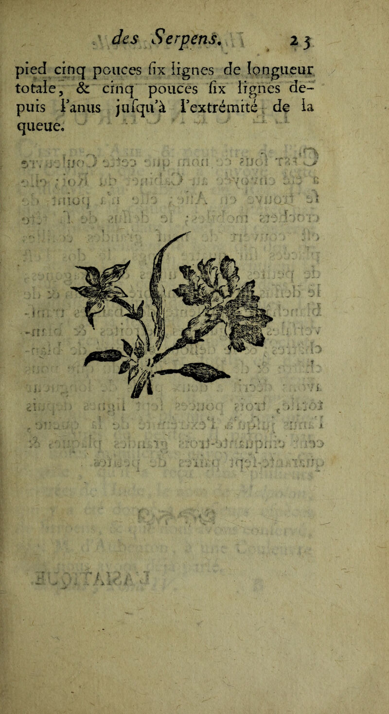 pied cinq pouces fix iignes de longueur totale, & cinq pouces fix lignes de- puis i’anus jufqu’à rextréraité ; de la queue.