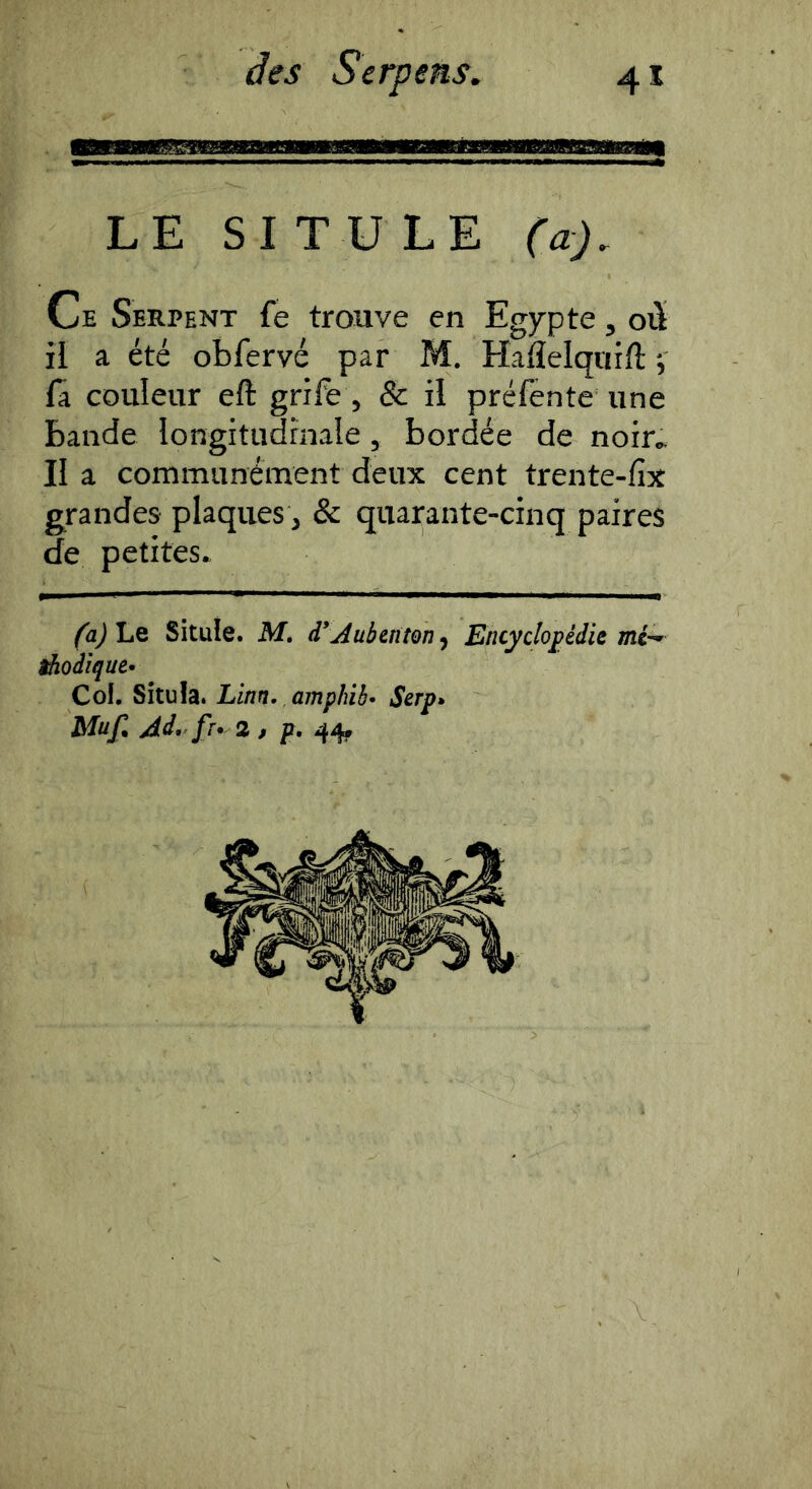 LE SI T U LE (a). Ce Serpent fe trouve en Egypte, où il a été obfervé par M. Haflelqriifl; i la couleur eft grife, & il préfénte une bande longitudinale, bordée de noir. Il a communément deux cent trente-fix grandes plaques J & quarante-cinq paires de petites. (a) Le Situle. M, d'Aubinton, Encyclopédie me-. Aodiqut- Col. Situla. Linn. amphib’ Serp» Muf. Ad. P’ 2 , p.