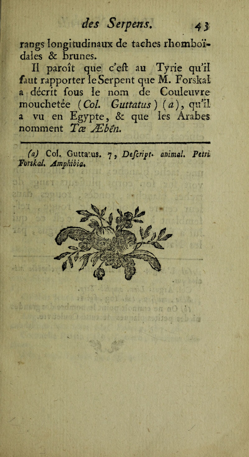 rangs longitudinaux de taches rhomboï- daies & brunes. li paroît que c’eft au Tyrie qu’il faut rapporter îe Serpent que M. Forskal a décrit fous ie nom de Couleuvre mouchetée {Col. Guttatus) (a), qu’il a vu en Egypte, & que les Arabes nomment Tce Æben. (a) Col., Gutta'.us, 7 , Dtfcriit. animal. Pctà Forskal. Amphibia.