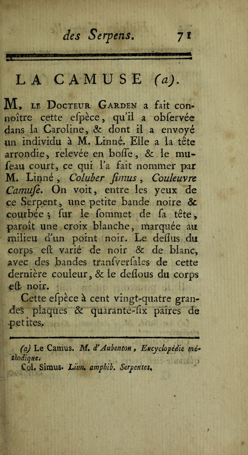 LA CAMUSE (a), M. tE Docteur Garder a fait con* noître cette efpèce, qu’il a obfervée dans la Caroline, & dont il a envoyé un individu à M. Linné. Elle a la tête arrondie, relevée en bofle , & . le mu- feau court, ce qui l’a fait nommer par M. Linné , Coluher fimus , Couleuvre Camufe. On voit, entre les yeux de ce Serpent , une petite bande noire & courbée fur le fomraet de fa tête, paroît une croix blanche, marquée au milieu d’un point noir. Le deflus du corps eft varié de noir & de blanc, avec des bandes tranfverfales de cette dernière couleur, & le deflous du corps eft- noir. Cette efpèce à cent vingt-quatre gran- des plaques & qaàranterfix paires de petites. Le Camus. M, d”Aubenton, EHcydojiédie thodiqtie. Coi. Simus. Liiiii. (impUb. Serpentes,