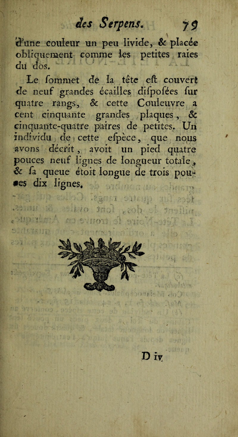 S’une couleur un peu livide, & placée obliquement comme les petites raies du dos. ■ Le fommet dé la tête eft couvert de neuf grandes écailles difpofées fur quatre rangs, & cette Couleuvre a cent cinquante grandes plaques, Sc cinquante-quatre paires de petites. Un individu de cette efpèce, que nous avons décrit, avoit un pied quatre pouces neuf lignes de longueur totale, & fa queue étoit longue de trois pou^ •es dix lignes. P 17