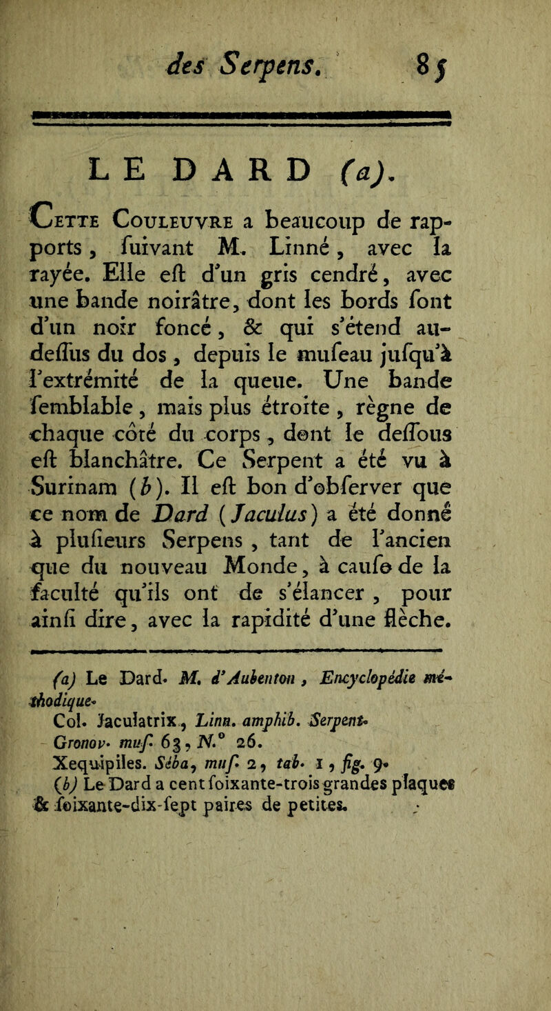 LE DARD (a). Cette Couieuvre a beaucoup de rap- ports , fuivant M. Linné, avec la rayée. Elle eft d’un gris cendré, avec une bande noirâtre, dont les bords font d’un noir foncé, & qui s’étend au- deffus du dos , depuis le nuifeau jufqu’à l’extrémité de la queue. Une bande femblable, mais plus étroite , règne de chaque côté du corps, dent le deflbus eft blanchâtre. Ce Serpent a été vu à Surinam {b). Il eft bon d’obferver que ce nom de Dard ( Jacuius ) a été donné à plufieurs Serpcns , tant de l’ancien que du nouveau Monde, à caufo de la faculté qu’ils ont de s’élancer , pour ainfî dire, avec la rapidité d’une flèche. (a) Le Dard. M. i’Aahmtm, Encyclopédie mé- tàodique* Co!. Jacuîatrix., Linn. amjjhib. Serj)ejit* Gronov» muf 63 9 iV.° 26. Xequipües. Séèa^ muf 29 tab* 19 figo 9* QJ Le Dard a cent foixante-trois grandes plaque* & ibixante-dix-fept paires de petites.