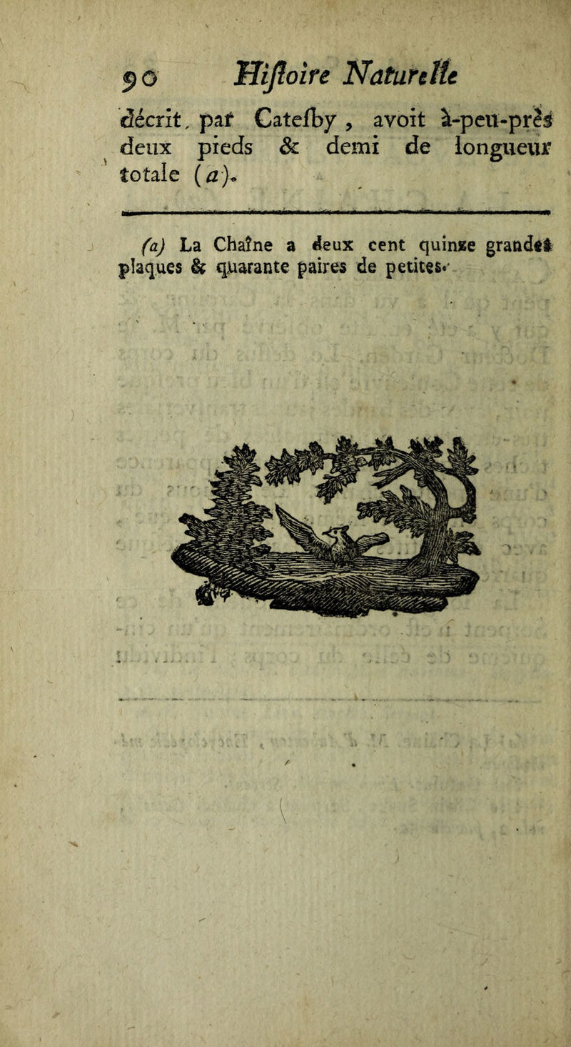 décrit, pat Catefby , avoit à-peu-prés deux pieds &: demi de longueur totale {a)* (a) La Ch^ne a «ieux cent quinae grandtl plaques & quarante paires de petites*'