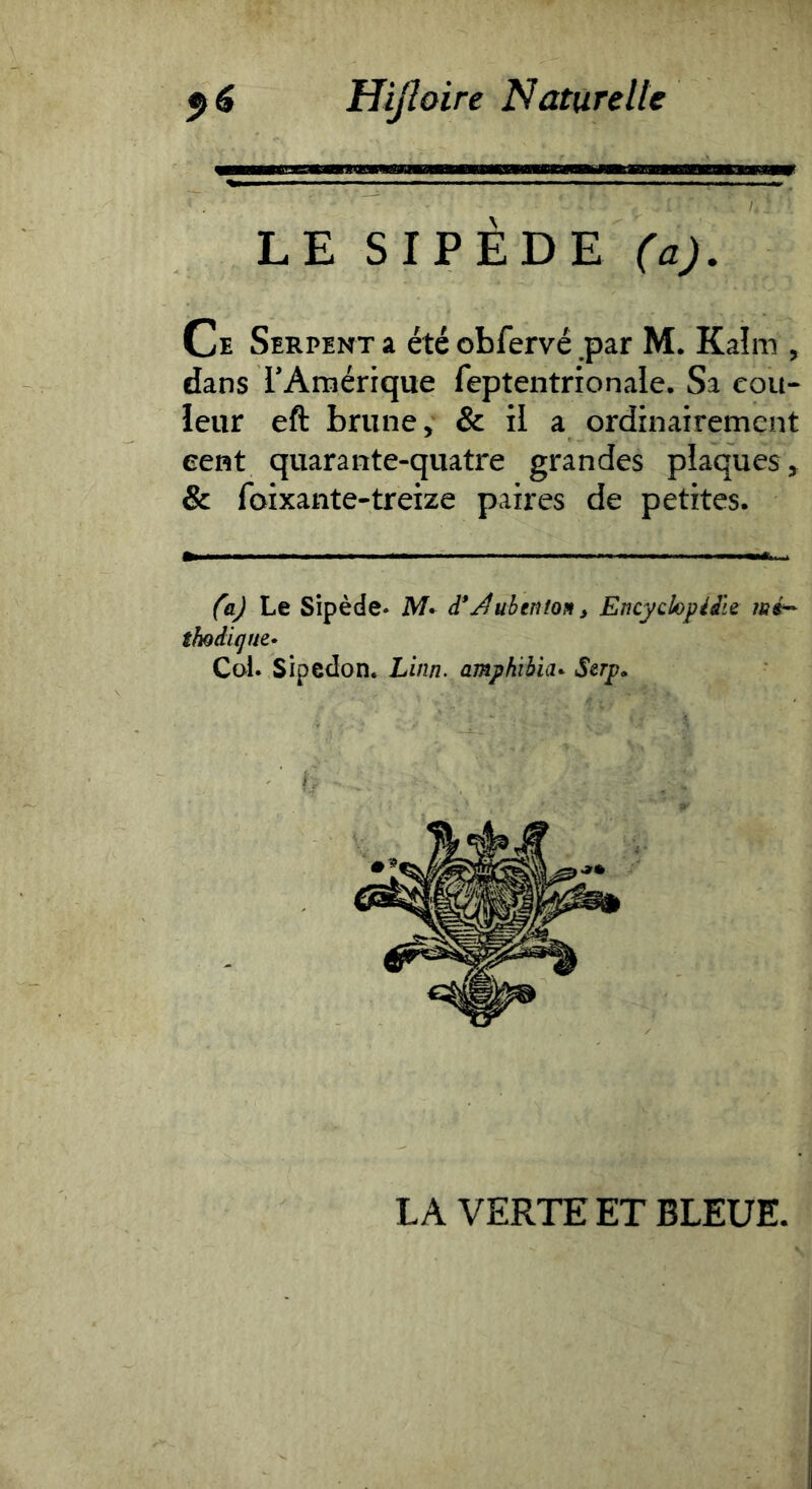 LE SIPÈDE (a). Ce Serpent a été obfervé par M. Kalm , dans l’Amérique feptentrionale. Sa cou- leur eft brune, & il a ordinairement eent quarante-quatre grandes plaques, & foixante-treize paires de petites. (aj Le Sipède* M> d*uhenton, Encyclopédie thodicjm» Cal. Sipedon. Linn. amphïhuu Scrp. I; LA VERTE ET BLEUE.