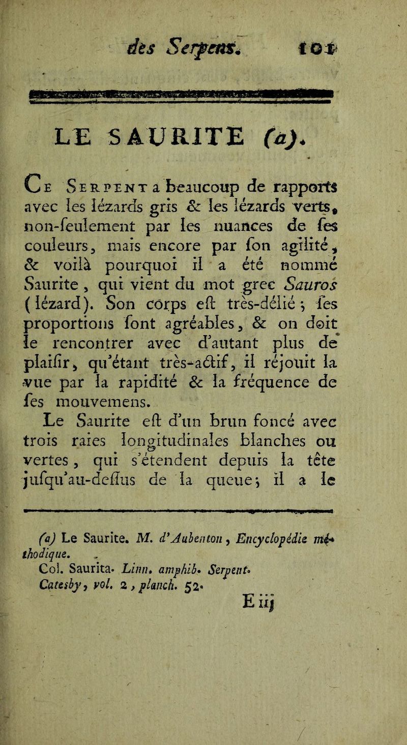 dès Sejfms4 to^ LE S A U RITE (û)4 Ce Serpînt a beaucoup de rapports avec les lézards gris & les lézards verts ^ non-feulement par les nuances de fes couleurs5 mais encore par fon agilité^ & voilà pourquoi il a été nommé Saurite , qui vient du mot grec Sauras (lézard). Son corps ell très-délié; les proportions font agréables, & on doit le rencontrer avec d'autant plus de plaifîrj> qu'étant très-aélif, il réjouit la vue par la rapidité & la fréquence de fes mouvemens. Le Saurite eft d'un brun foncé avec trois raies lonaitudinaîes blanches ou vertes, qui s’étendent depuis la tête jufqu au-defîus de la queue-, il a le (nJ Le Saurite. M. d*Juhentoii, Encyclopédie ni^ thodique, GoL Saurita» Linn, amphib* Serpent*