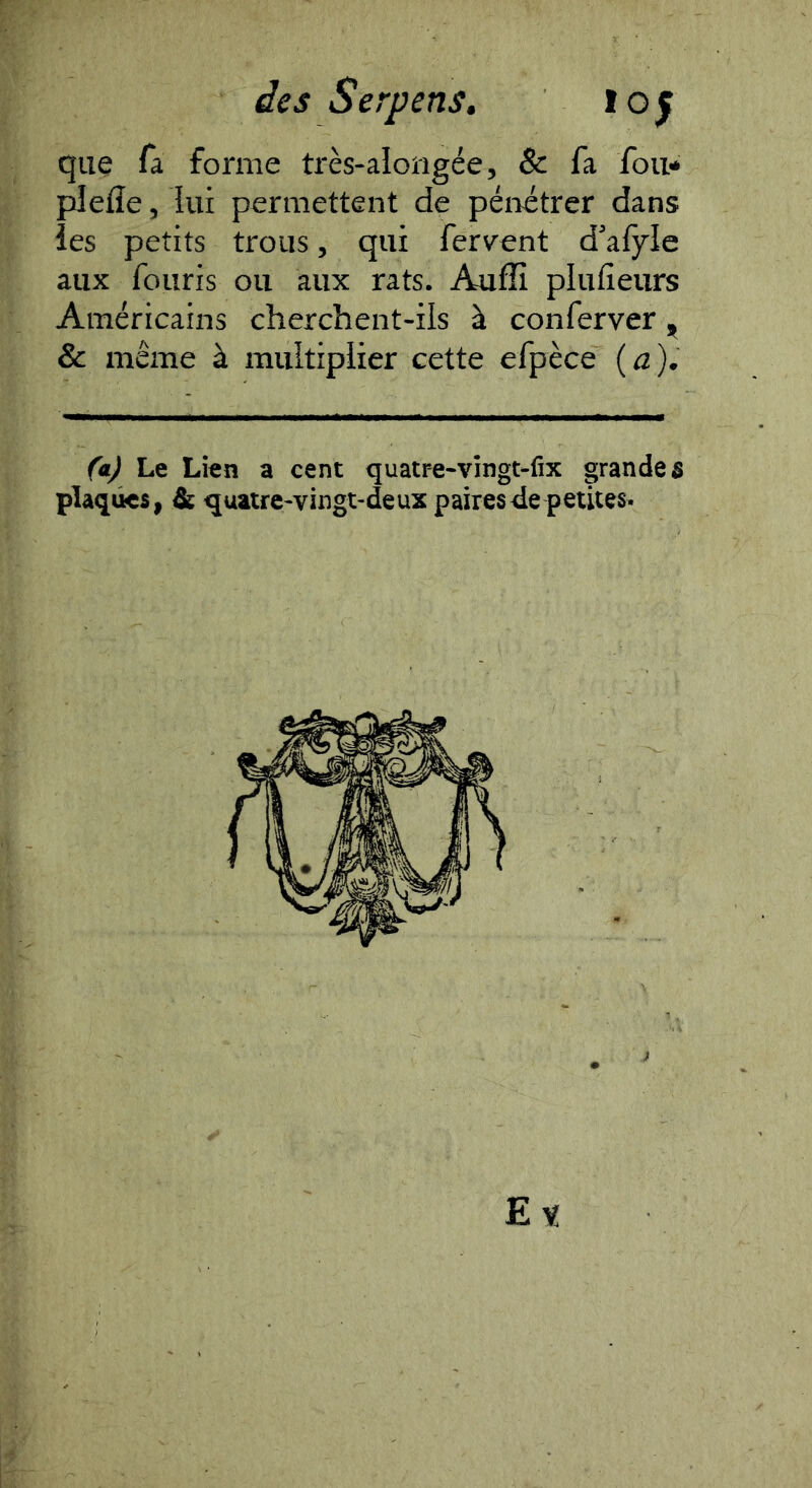 que fa forme très-alongée, & fa fou* plefle, lui permettent de pénétrer dans ies petits trous, qui fervent d’afyle aux fouris ou aux rats. Auffi plufîeurs Américains cherchent-ils à conferver ^ & même à multiplier cette efpèce {a). (aj Le Lien a cent quatr-e-vingt-fix grandes plaques, & quatre-vingt-deux paires<le petites. Et