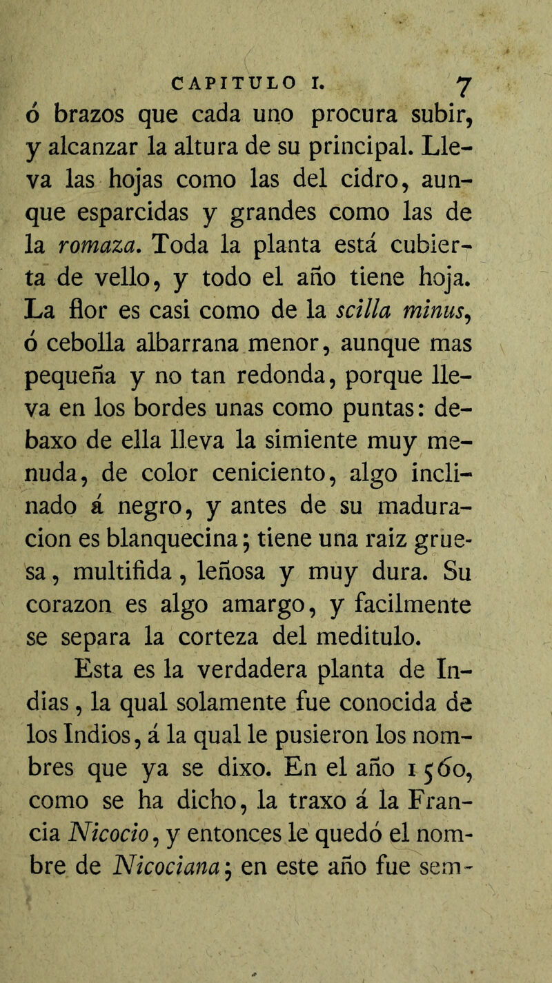 Ó brazos que cada uno procura subir, y alcanzar la altura de su principal. Lle- va las hojas como las del cidro, aun- que esparcidas y grandes como las de la romaza. Toda la planta está cubier- ta de vello, y todo el año tiene hoja. La flor es casi como de la scilla minus., ó cebolla albarrana menor, aunque mas pequeña y no tan redonda, porque lle- va en los bordes unas como puntas: de- baxo de ella lleva la simiente muy me- nuda, de color ceniciento, algo incli- nado á negro, y antes de su madura- ción es blanquecina; tiene una raiz grue- sa , multifida, leñosa y muy dura. Su corazón es algo amargo, y fácilmente se separa la corteza del meditulo. Esta es la verdadera planta de In- dias , la qual solamente fue conocida de los Indios, á la qual le pusieron los nom- bres que ya se dixo. En el año 15 60, como se ha dicho, la traxo á la Fran- cia Nicocio, y entonces le' quedó el nom- bre de Nicociana, en este año fue sem-