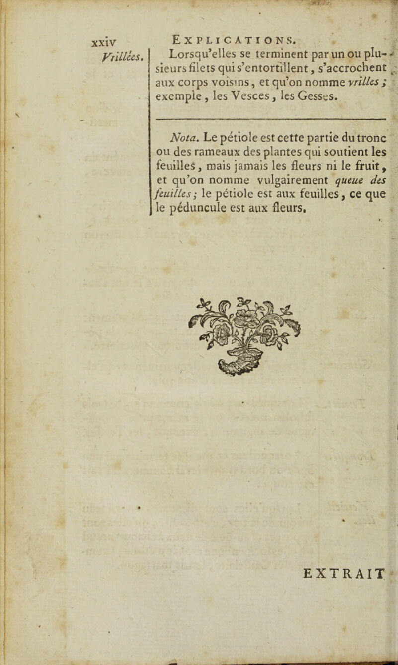 >Y A/. xxiv Vnllks. I 1 Explications. Lorsqu’elles se terminent par un ou plu-^ sieurs filets qui s’entortillent, s’accrochent aux corps voisins, et qu’on nomme vrUks ; . exemple, les Vesces, les Gesses. Nota, Le pétiole est cette partie du tronc ou des rameaux des plantes qui soutient les feuilles, mais jamais les fleurs ni le fruit, et qu’on nomme vulgairement queue des feuilles ; le pétiole est aux feuilles, ce que le péduncule est aux fleurs. P I I i 1 { f • i I J i f EXTRAIT I