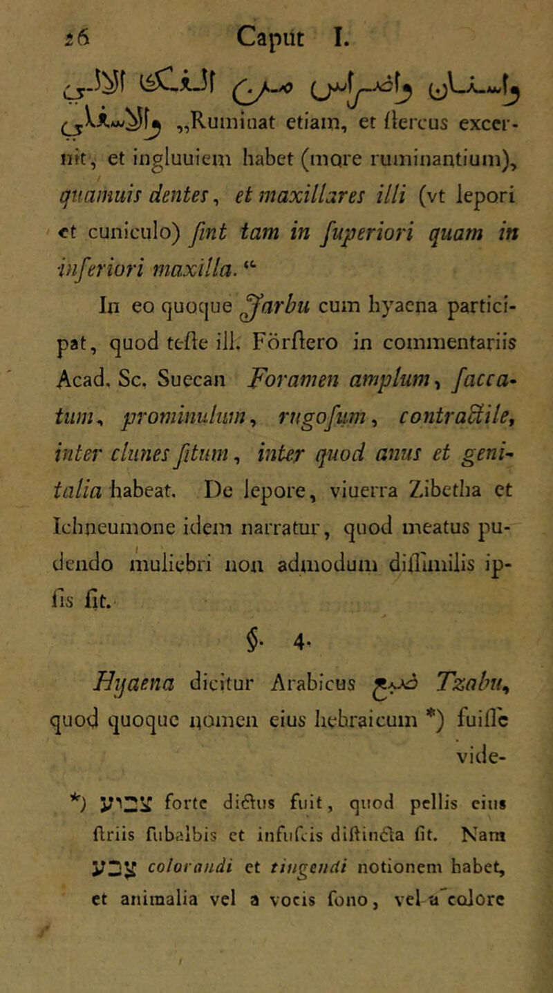 „Ruminat etiam, et Aereus excer- nit, et ingluuiem habet (more ruminantium), quamuis dentes, et maxillares illi (vt lepori et cuniculo) fint tam in fuperiori quam in ■inferiori maxilla. “• Iu eo quoque ffarbu cum hyaena partici- pat, quod tefie ill. ForAero in commentariis Acad. Sc. Suecan Foramen amplum, faeca- tum , prominulum, rngofum, contraclile, inter clunes fitum, inter quod anus et geni- talia habeat. De lepore, viuerra Zibctha et Ichneumone idem narratur, quod meatus pu- dendo muliebri non admodum difiimilis ip- fis fit. §• 4- Hyaena dicitur Arabicus Tzalm, quod quoque nomen eius hehraicum *) fuific vide- *) forte di£his fuit, quod pellis cius flriis fubalbis et infufeis diftin£ia fit. Nam y2K colorandi ct tingendi notionem habet, et animalia vel a vocis fono, vel a ccdorc