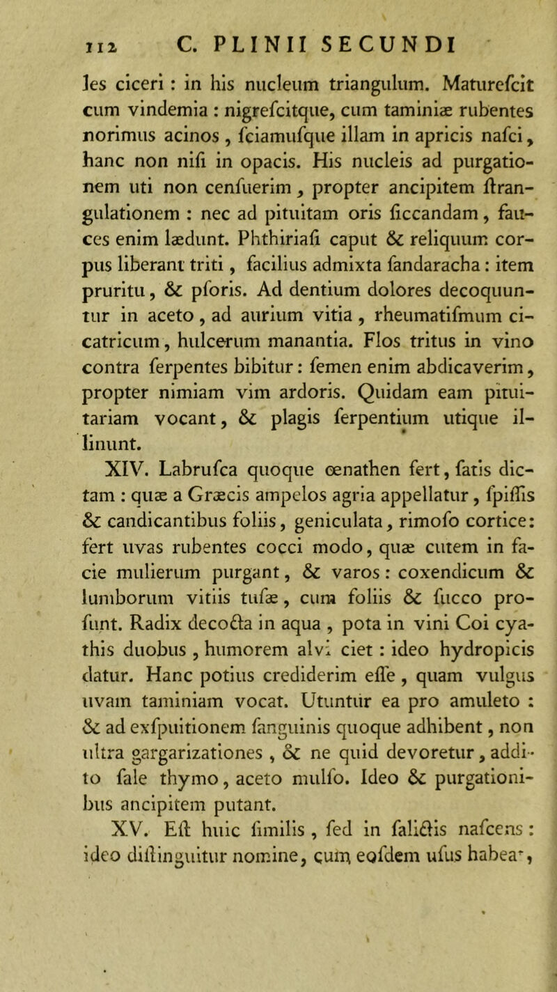 les ciceri : in his nucleum triangulum. Maturefcit cum vindemia : nigrefcitque, cum taminiae rubentes norimus acinos , fciamufque illam in apricis nafci, hanc non nifi in opacis. His nucleis ad purgatio- nem uti non cenfuerim , propter ancipitem Itran- gulationem : nec ad pituitam oris liccandam, fau- ces enim laedunt. Phthiriali caput & reliquum cor- pus liberant triti, facilius admixta fandaracha: item pruritu, & pforis. Ad dentium dolores decoquun- tur in aceto, ad aurium vitia , rheumatifmum ci- catricum , hulcerum manantia. Flos tritus in vino contra ferpentes bibitur: femen enim abdicaverim, propter nimiam vim ardoris. Quidam eam pitui- tariam vocant, & plagis ferpentium utique il- linunt. XIV. Labrufca quoque eenathen fert, fatis dic- tam : quae a Graecis ampelos agria appellatur, fpiffis & candicantibus foliis, geniculata, rimofo cortice: fert uvas rubentes cocci modo, quae cutem in fa- cie mulierum purgant, & varos: coxendicum & lumborum vitiis tufae, cum foliis & fucco pro- funt. Radix decoda in aqua , pota in vini Coi cya- this duobus , humorem alvi ciet : ideo hydropicis datur. Hanc potius crediderim efle, quam vulgus uvam taminiam vocat. Utuntur ea pro amuleto : & ad exfpuitionem fanguinis quoque adhibent, non ultra gargarizationes , & ne quid devoretur, addi - to fale thymo, aceto mullo. Ideo & purgationi- bus ancipitem putant. XV. Eli huic fimilis , fed in falidis nafcens : ideo diilinguitur nomine, eunt eofdem ufus habeam