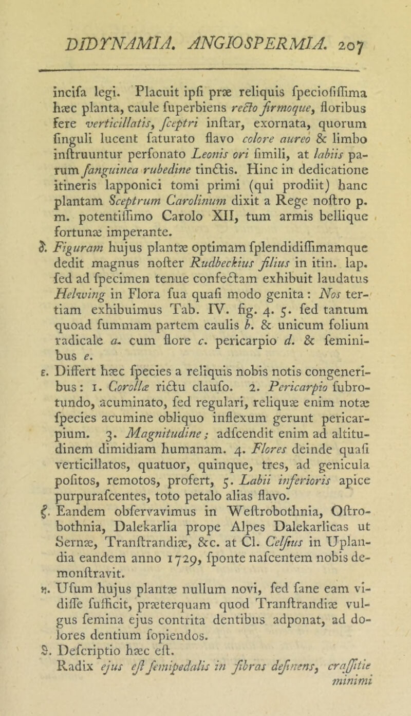 incifa legi. Placuit ipfi prae reliquis fpeciofinima hiec planta, caule fuperbiens reBo jirmoque^ floribus fere verticlllatisy fceptri inftar, exornata, quorum finguli lucent faturato flavo coloi-e aureo & limbo inftruuntur perfonato Leonis ori fimili, at labiis pa- rum Janguinea rubedine tin£l:is. Hinc in dedicatione itineris lapponici tomi primi (qui prodiit) hanc plantam Sceptrum Carolinum dixit a Rege noftro p. m. potentiffimo Carolo XII, tum armis bellique fortunae imperante. 3“. Figuram hujus plantae optimam fplendidiflimamquc dedit magnus nofter Rudbeckius filius in itin. lap. fed ad fpecimen tenue confeflam exhibuit laudatus Hekving in Flora fua quafi modo genita: Nos ter- tiam exhibuimus Tab. IV. fig. 4. 5. fed tantum quoad fummam partem caulis b. & unicum folium vadicale a, cum flore c. pericarpio d. & femini- bus e. £. Differt haec fpecies a reliquis nobis notis congeneri- bus: I. Corolla ri£tu claufo. 2. Pericarpio ivLiXo~ tundo, acuminato, fed regulari, reliquae enim notae fpecies acumine obliquo inflexum gerunt pericar- pium. 3. Magnitudine; adfcendit enim ad altitu- dinem dimidiam humanam. 4. Flores deinde quafi verticillatos, quatuor, quinque, tres, ad genicula pofitos, remotos, profert, 5. Labii inferioris apice purpurafcentes, toto petalo alias flavo. Eandem obfervavimus in Weftrobothnia, Oftro- bothnia, Dalekarlia prope Alpes Dalekarlicas ut Sernae, Tranftrandiac, &c. at Cl. Celfius in Uplan- dia eandem anno 1729, fponte nafcentem nobis de- monflravit. >•. Ufum hujus plantae nullum novi, fed fane eam vi- dilfe fufficit, praeterquam quod Tranllrandiae vul- gus femina ejus contrita dentibus adponat, ad do- lores dentium fopieudos. S. Defcriptio haec efl. Radix ejus efi Jernipedalis in fibras definensj craffitie minimi