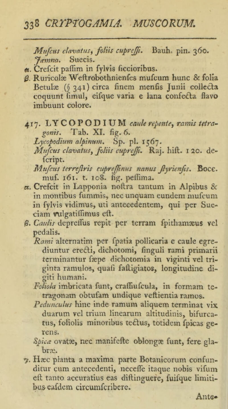 Mufcus clavatus^ foliis cuprejfi. Bauh, pin. 360. ftemna. Suecis. «. Crefcit paflim in fylvis ficcioribus. 0. Ruricolae Weftrobothnienfes mufcum hunc & folia Betulae (§ 341) circa finem menfis Junii collccla coquunt fimul, eifque varia e lana confecta flavo imbuunt colore. 417. LYCOPODIUM caule repent e j ramis tetra- gonis. Tab. XI. fig. 6. Lycopoditim alpinum. Sp. pl. 1567. Mufcus clavatuSj foliis cuprejfi. Raj. hid. i 20. de- fcript. Mufcus terrejlris cuprejfnus nanus Jlyrienfis. Boce. muf. 161. t. 108. fig. pelfima. a. Crefcit in Lapponia noftra tantum in Alpibus & in montibus fummis, nec unquam eundem mufcum in fylvis vidimus, uti antecedentem, qui per Sue- ciam rulgatiflimus eft. 0. Caulis depreflus repit per terram fpithamxus vel pedalis. Rami alternarim per fpatia pollicaria e caule egre- diuntur eredll, dichotomi, finguli rami primarii terminantur fsepe dichotomia in viginti vel tri- ginta ramulos, quali faftigiatos, longitudine di- giti humani. Foliola imbricata funt, cralllufcula, in formam te- tragonam obtufam undique veftientia ramos. Pedunculus hinc inde ramum aliquem terminat vix duarum vel trium linearum altitudinis, bifurca- tus, foliolis minoribus te£lus, totidem fpicas ge- rens. Spica ovatae, nec manifefte oblongae funt, fere gla- bra;. 7. Haec planta a maxima parte Botanicorum confun- ditur cum antecedenti, necefle itaque nobis vifum eft tanto accuratius eas diftinguefe, fuifque limiti- eafdcm circumferibere. AntS'