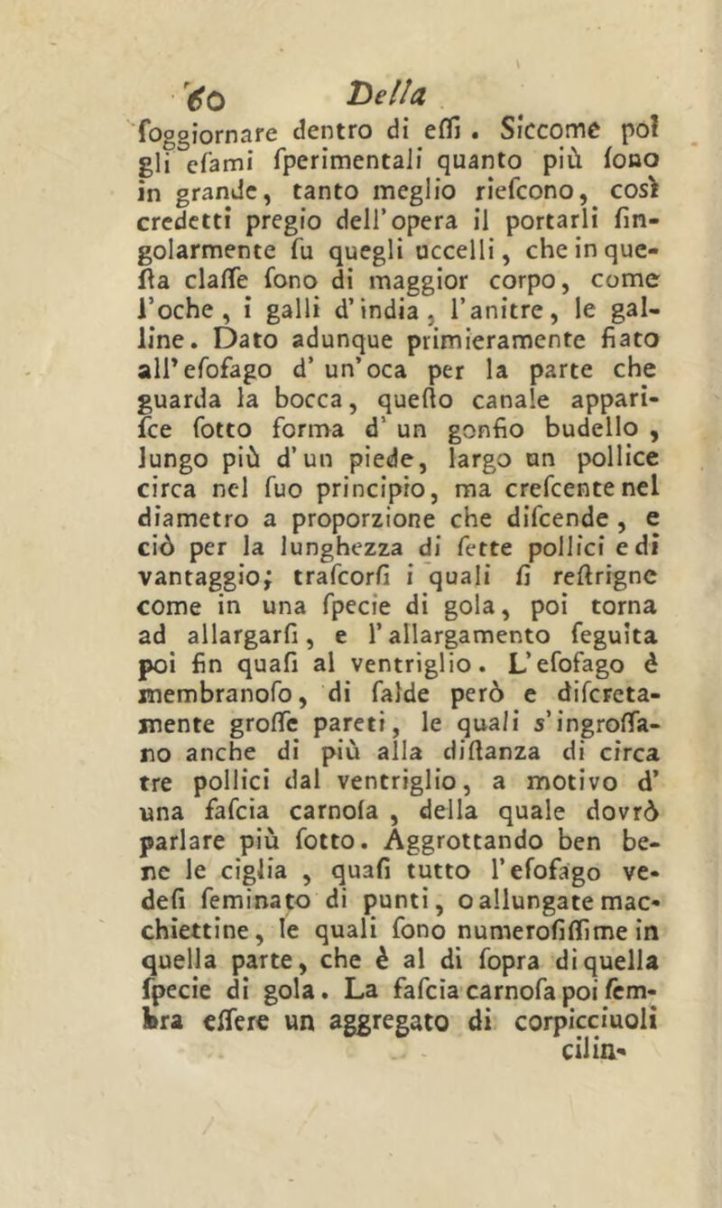 foggiornare dentro di eflì . Siccome poi gli efami fperimentaii quanto più fono in grande, tanto meglio riefeono, così credetti pregio dell’opera il portarli fin- golarmente fu quegli uccelli, che in que- lla clafle fono di maggior corpo, come i’oche , i galli d’india, l’anitre, le gal- line, Dato adunque primieramente fiato airefofago d’ un’oca per la parte che guarda la bocca, quello canale appari- fee fiotto forma d’ un gonfio budello , lungo più d’un piede, largo un pollice circa nel fiuo principio, ma creficentencl diametro a proporzione che dificende , e ciò per la lunghezza di fette pollici e di vantaggio; trafeorfi i quali fi rellrignc come in una fpecie di gola, poi torna ad allargarfi, e l’allargamento feguìta poi fin quali al ventriglio. L’efofago è membranofo, di falde però e difereta- mente grolTc pareti, le quali s’ingrolTa- ro anche di più alla dillanza di circa tre pollici dal ventriglio, a motivo d’ una fafeia camola , della quale dovrò parlare più fotto. Aggrottando ben be- ne le ciglia , quali tutto l’efofago ve- deli feminato di punti, oallungate mac- chiettine, le quali fono numerofilfime in quella parte, che è al dì fopra di quella fpecie di gola. La fafeiacarnofapoilèm- fcra efifere un aggregato di corpiccìuoli cilin-