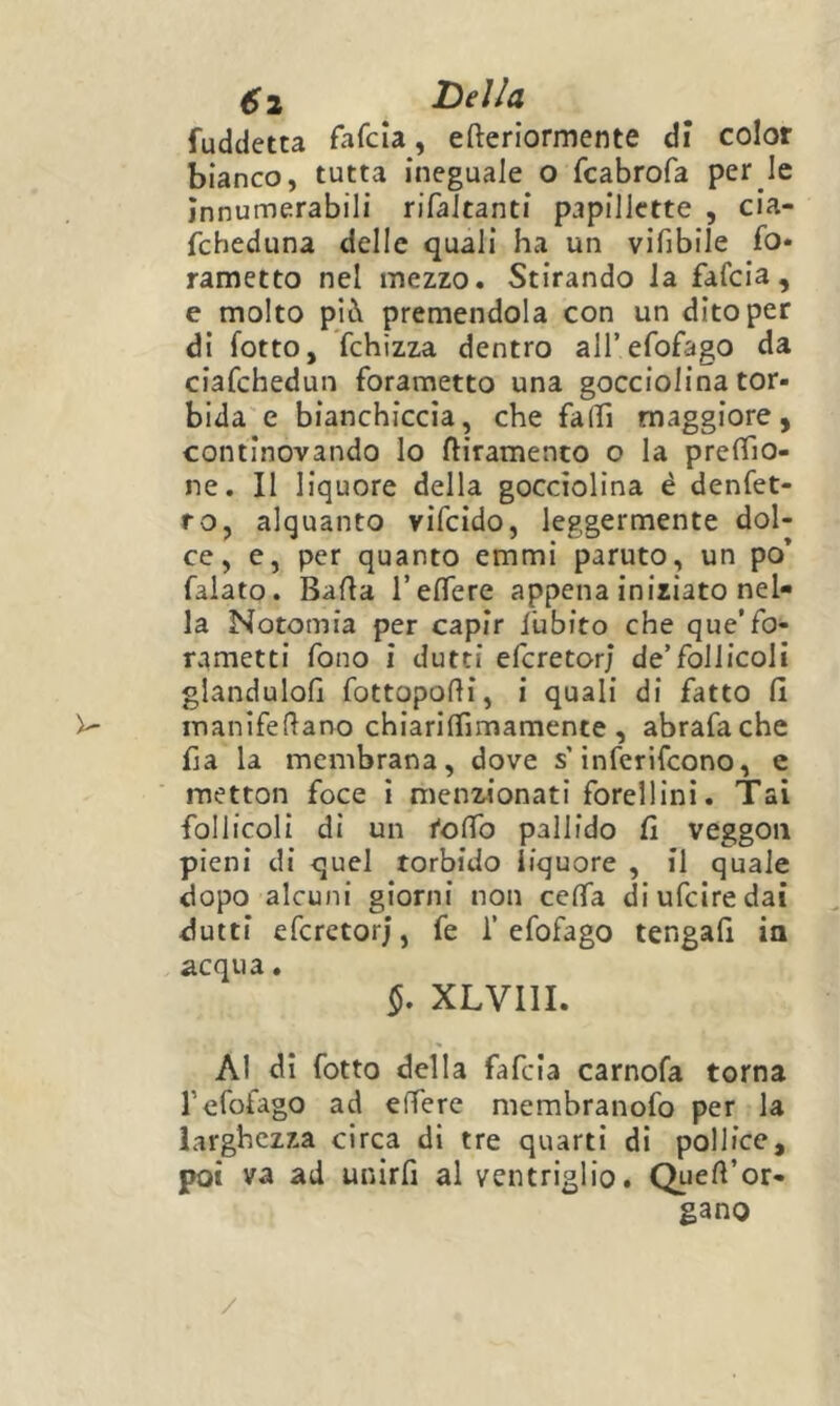 fuddetta fafcla, efteriormente dr color bianco, tutta ineguale o fcabrofa per le Jnnumerabili rifaitanti papilktte , cia- fcheduna delle quali ha un vifibile fo* rametto nel mezzo. Stirando la fafcia, e molto pià premendola con un dito per di fotto, Tchizza dentro airefofago da ciafchedun forametto una gocciolina tor- bida e bianchiccia, che falfi maggiore, continovando lo ftiramenco o la predo- ne. Il liquore della goccìolina é denfet- roj alquanto vifcido, leggermente dol- ce, e, per quanto emmi paruto, un po’ falato. Balla l’edere appena iniziato nel- la Notomia per capir l'ubito che que’fo- rametti fono i dutti efcretor; de’follicoli glandulofl fottopodi, i quali di fatto li inanifedano chiarilTimamente , abrafache fja la membrana, dove s’inferifcono, e metton foce i menzionati forellini. Tai follicoli di un tolTo pallido fi veggoii pieni di quel torbido liquore , il quale dopo alcuni giorni non ceda diufciredai dutti efcretorj, fe 1’efofago tengali ia acqua. XLVIII. Al di fotto della fafcia carnofa torna refofago ad edere membranofo per la larghezza circa di tre quarti di pollice, poi va ad unirfi al ventriglio. Qued’or- gano /
