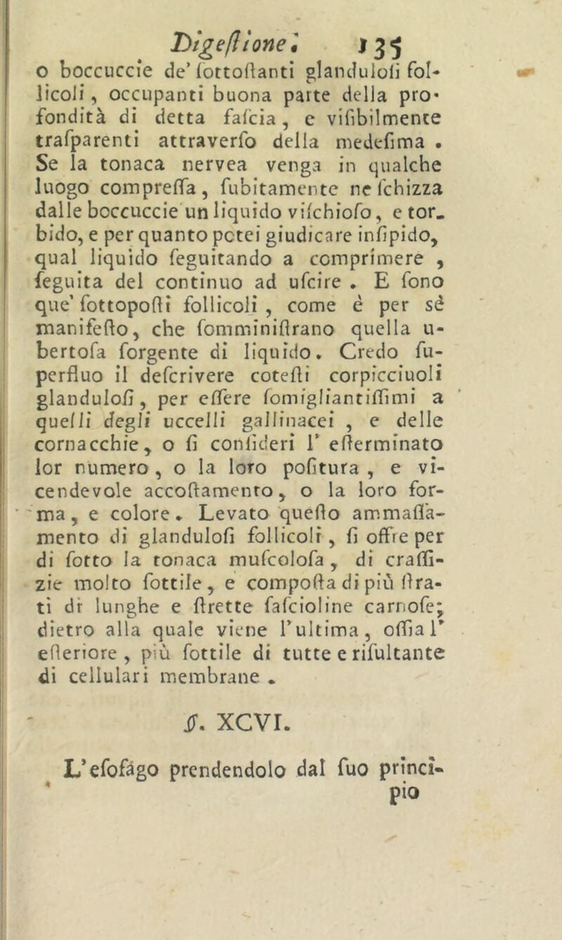 o boccuccie de’lottoftanti glanduloii fol- iìcoii, occupanti buona parte della prò* fondità di detta falcia, c vifibilmente trafparenti attraverfo della medefima . Se la tonaca nervea venga in qualche luogo comprelfa, fubitamente nelchizza dalle boccuccie un liquido vilchiofo, e tor. bido, e per quanto potei giudicare inlìpido, qual liquido feguitando a comprimere , feguita del continuo ad ufcire , E fono que’fottopofli follicoli, come è per sé manifefto, che fomminiflrano quella u- bertofa forgente di liquido. Credo fu- pcrfluo il defcrivere cotelli corpicciuoli glanduloii, per elTere fomigliantilfimi a quelli degli uccelli gallinacei , e delle cornacchie^ o fi coniìderi 1’ efierminato lor numero, o la loro politura, e vi- cendevole accoftamento, o la loro for- 'ma, e colore. Levato quello ammalia- mento di glanduloii follicoli, fi offre per di Cotto la tonaca mufcolofa , di cralfi- zie molto fiottile, e comporta di più fira- ti dr lunghe e rtrette fafcioline carnofe; dietro alla quale viene l’ultima, olfia 1’ erteriore , più fiottile di tutte e rifultante di cellulari membrane . il, xcvr. L’efofàgo prendendolo dal fuo prlncì« * pio