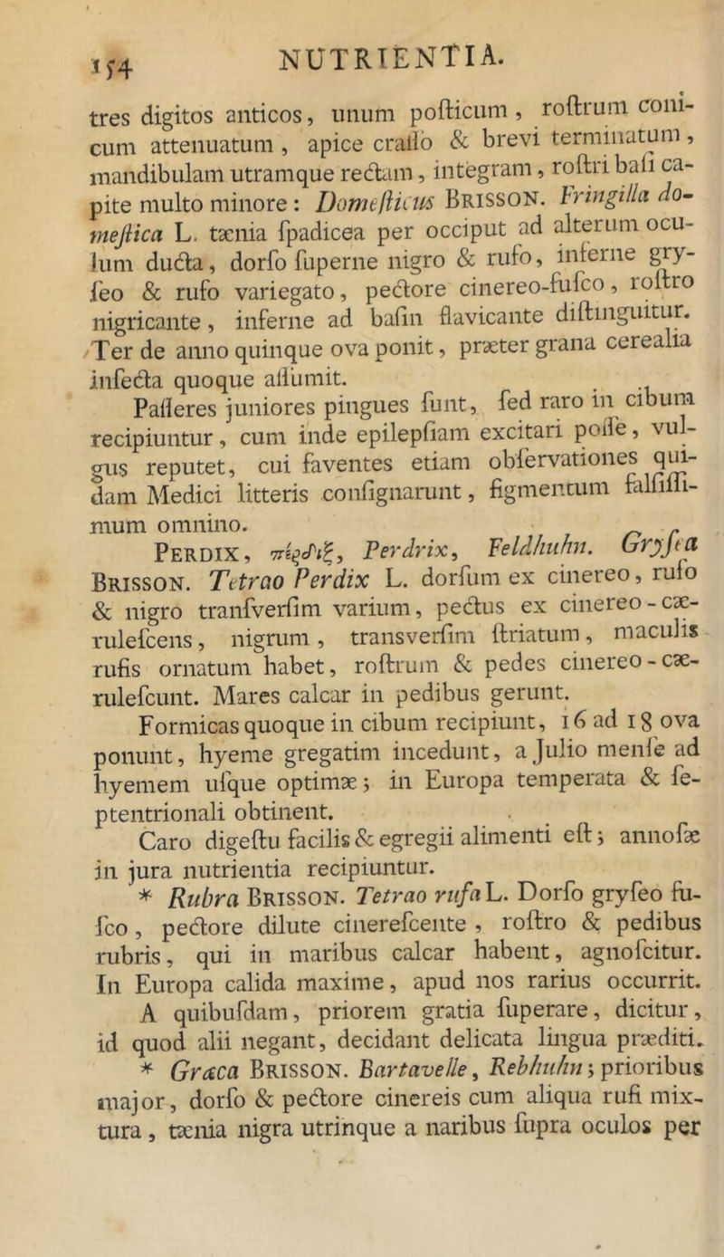 tres digitos anticos, unum pofticum, roftrum coni- cum attenuatum , apice crallo & brevi terminatum , mandibulam utramque redam, integram, roftri bali ca- pite multo minore : DomefHcus Brisson. hringilla no- mejiica L. taenia fpadicea per occiput ad alterum ocu- lum duda, dorfo fuperne nigro & rufo, inferne gry- feo & rufo variegato, pedore cinereo-fufco, roltro nigricante, inferne ad bafin flavicante diftmguitur. Ter de anno quinque ova ponit, praeter grana cerealia infeda quoque aflumit. Paderes juniores pingues funt, fed raro in cibum recipiuntur, cum inde epilepfiam excitari pode, vu- gus reputet, cui faventes etiam obfervationes qui- dam Medici litteris contignarunt, figmentum falfiilli- mum omnino. r Perdix, Perdrix, Feldhuhn. Grjjta Brisson. Tetrao Perdix L. dorfum ex cinereo, rulo & nigro tranfverfim varium, pedus ex cinereo - cac- rulefcens, nigrum , transverfim ftriatum, maculis rufis ornatum habet, roftrum & pedes cinereo-cae- rulefcunt. Mares calcar in pedibus gerunt. Formicas quoque in cibum recipiunt, 16 ad 18 ova ponunt, hyeme gregatim incedunt, a Julio menfe ad hyemem ufque optimae; in Europa temperata & fe- ptentrionali obtinent. Caro digeftu facilis & egregii alimenti eft i annofae in jura nutrientia recipiuntur. * Rubra Brisson. Tetrao rufah. Dorfo gryfeo fu- fco, pedore dilute cinerefcente , roftro & pedibus rubris, qui in maribus calcar habent, agnolcitur. In Europa calida maxime, apud nos rarius occurrit. A quibufdam, priorem gratia fuperare, dicitur, id quod alii negant, decidant delicata lingua praediti. * Graea Brisson. Bartavelle, Rebhuhn; prioribus major, dorfo & pedore cinereis cum aliqua rufi mix- tura , taenia nigra utrinque a naribus fupra oculos per