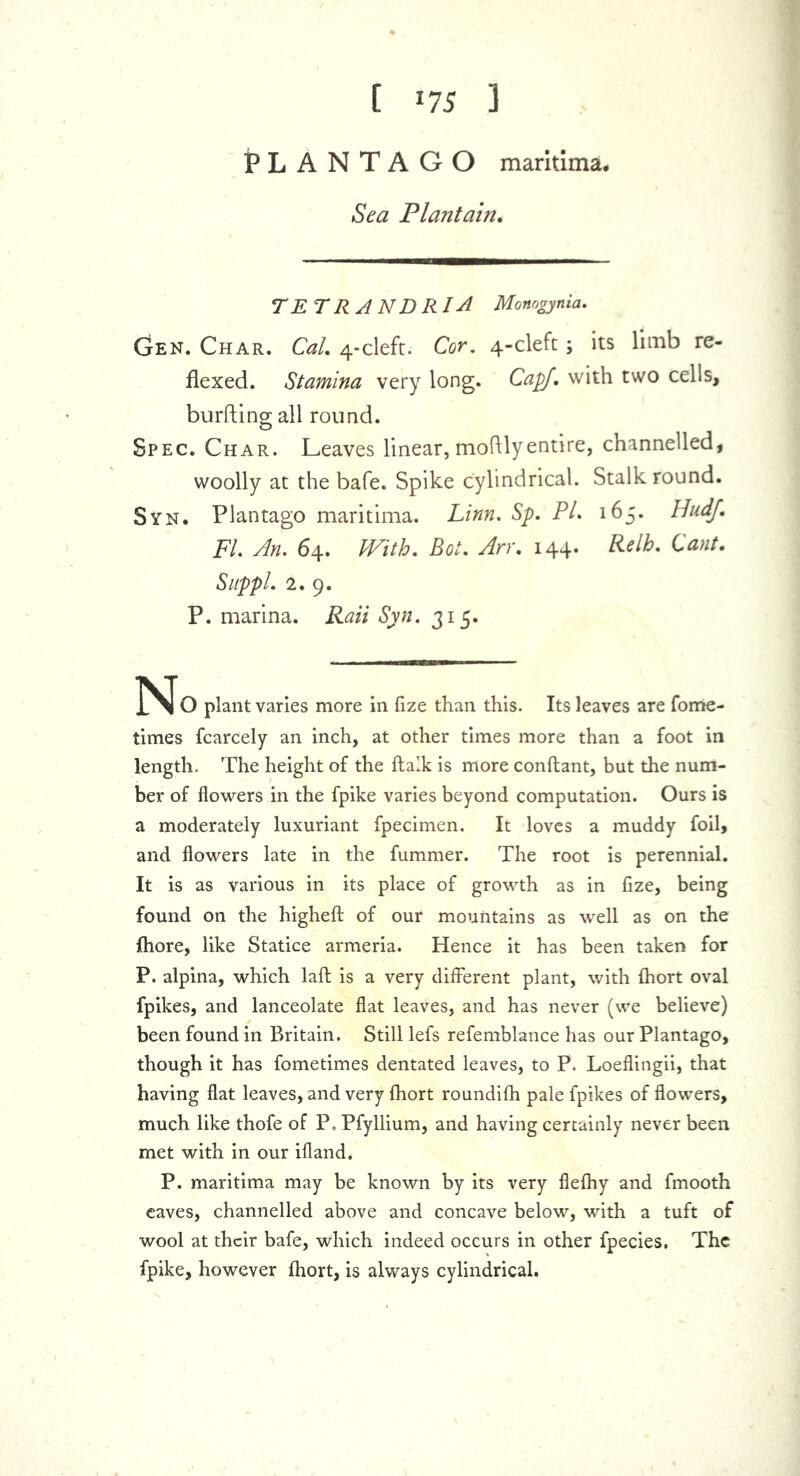 [ *75 3 1PL ANTAGO maritima* Sea Plantain. T E T RA ND RIA Monogynia. Gen. Char. Cal. 4-cleft. Cor. 4-cleft; its limb re- flexed. Stamina very long. Cap/, with two cells, bursting all round. Spec. Char. Leaves linear, moftlyentire, channelled, woolly at the bale. Spike cylindrical. Stalk round. Syn. Plantago maritima. Linn. Sp. PL 165. Hudf. FI. An. 64. With. Bot. An. 144. Relb. Cant. SLippi. 2.9. P. marina. Rail Syn. 315. O plant varies more in fize than this. Its leaves are fome- times fcarcely an inch, at other times more than a foot in length. The height of the ftalk is more conftant, but the num- ber of flowers in the fpike varies beyond computation. Ours is a moderately luxuriant fpecimen. It loves a muddy foil, and flowers late in the fummer. The root is perennial. It is as various in its place of growth as in fize, being found on the highefl: of our mountains as well as on the {hore, like Statice armeria. Hence it has been taken for P. alpina, which laft is a very different plant, with fhort oval fpikes, and lanceolate flat leaves, and has never (we believe) been found in Britain. Still lefs refemblance has our Plantago, though it has fometimes dentated leaves, to P. Loeflingii, that having flat leaves, and very fhort roundifh pale fpikes of flowers, much like thofe of P, Pfyllium, and having certainly never been met with in our ifland, P. maritima may be known by its very flefhy and fmooth eaves, channelled above and concave below, with a tuft of wool at their bafe, which indeed occurs in other fpecies. The fpike, however fhort, is always cylindrical.