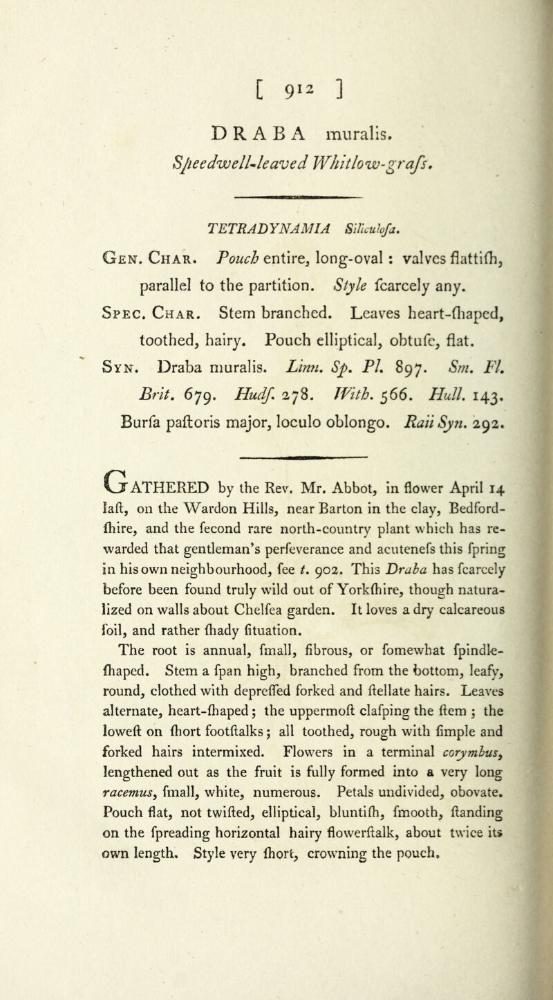 [ 912 1 D R A B A muralis. Sjieedwell-leaved Whit low-grafs. TETRADYNAMIA SUicubfa. Gen. Char. Pouch entire, long-oval : valves flattifh, parallel to the partition. Style fcarcely any. Spec. Char. Stem branched. Leaves heart-fhaped, toothed, hairy. Pouch elliptical, obtufe, flat. Syn. Draba muralis. Linn. Sp. PL 897. Sm. FI. Brit. 679. Hudf. 278. With. 566. Hull. 143. Burfa paftoris major, loculo oblongo. Rail Syn. 292. Gathered by the Rev, Mr. Abbot, in flower April 14 laft, on the Wardon Hills, near Barton in the clay, Bedford- fhire, and the fecond rare north-country plant which has re- warded that gentleman’s perfeverance and acutenefs this fpring in his own neighbourhood, fee t. 902. This Draba has fcarcely before been found truly wild out of Yorkfhire, though natura- lized on walls about Chelfea garden. It loves a dry calcareous foil, and rather thady fituation. The root is annual, fmall, fibrous, or fomewhat fpindle- fhaped. Stem a fpan high, branched from the bottom, leafy, round, clothed with deprefled forked and ftellate hairs. Leaves alternate, heart-fliaped; the uppermoft clafping the ftem ; the loweft on {hort footftalks; all toothed, rough with fimple and forked hairs intermixed. Flowers in a terminal corymbus9 lengthened out as the fruit is fully formed into a very long racemus, fmall, white, numerous. Petals undivided, obovate. Pouch flat, not twifted, elliptical, bluntifh, fmooth, flanding on the fpreading horizontal hairy flowerftalk, about twice its own length. Style very lhort, crowning the pouch.