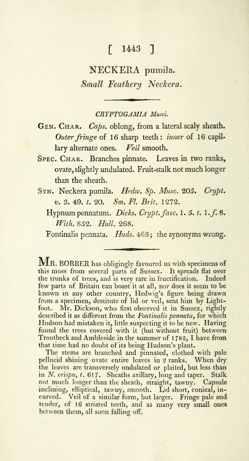 [ 1443 ] NECK ER A pumila. Small Feathery Neck era. CR YP TO GJMIA Musci. Gen. Char. Caps, oblong, from a lateral scaly sheath. Outer fringe of 16 sharp teeth: inner of 16 capil- lary alternate ones. Veil smooth. Spec. Char. Branches pinnate. Leaves in two ranks, ovate, slightly undulated. Fruit-stalk not much longer than the sheath. Syn. Neckera pumila. Hedw, Sp, Muse. 205. Crypt, v, 3. 49. t. 20. Sm, FI. Brit. 1272. Hypnum pennatum. Dicks. Crypt, fasc. 1. 5. t. l.f. 8. IVith. 852. Hull. 268. Fontinalis pennata. Huds. 468; the synonyms wrong. lVlR . BORRER has obligingly favoured us with specimens of this moss from several parts of Sussex. It spreads flat over the trunks of trees, and is very rare in fructification. Indeed few parts of Britain can boast it at all, nor does it seem to be known in any other country, Hedwig’s figure being drawn from a specimen, destitute of lid or veil, sent him by Light- foot. Mr. Dickson, who first observed it in Sussex, rightly described it as different from the Fontinalis pennata, for which Hudson had mistaken it, little suspecting it to be new. Having- found the trees covered with it (but without fruit) between Troutbeck and Ambleside in the summer of 1782, I have from that time had no doubt of its being Hudson’s plant. The stems are branched and pinnated, clothed with pale pellucid shining ovate entire leaves in 2 ranks. When dry the leaves are transversely undulated or plaited, but less than in N. crispa, t. 617. Sheaths axillary, long and taper. Stalk not much longer than the sheath, straight, tawny. Capsule inclining, elliptical, tawny, smooth. Lid short, conical, in- curved. Veil of a similar form, but larger. Fringe pale and tender, of 16 striated teeth, and as many very small ones between them, all soon falling off.