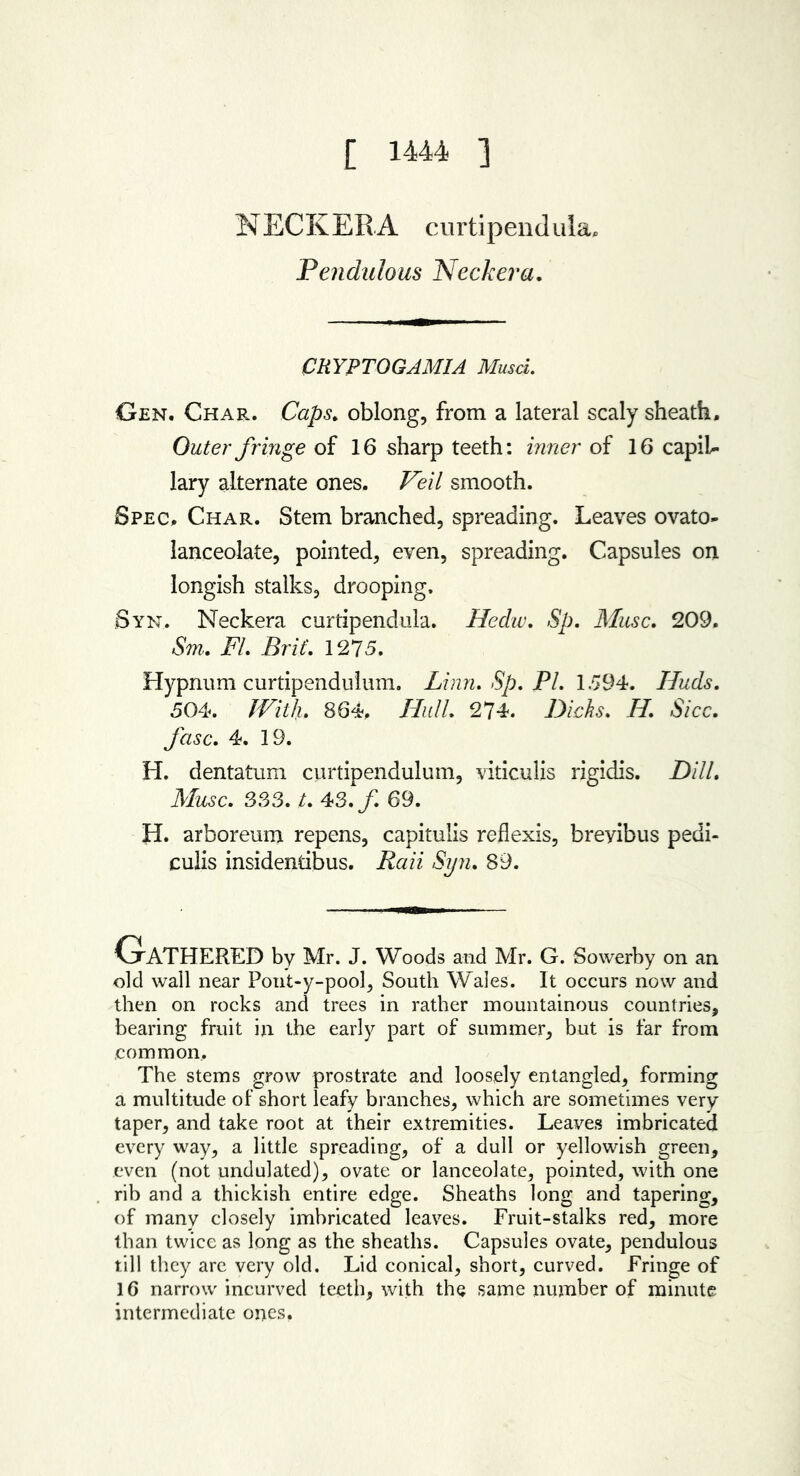 [ 1444 ] NECK ERA curtipendula. Pendulous Neck era. CRYPTOGAMIA Musci. Gen. Char. Caps, oblong, from a lateral scaly sheath. Outer fringe of 16 sharp teeth: inner of 16 capil- lary alternate ones. Veil smooth. Spec. Char. Stem branched, spreading. Leaves ovato- lanceolate, pointed, even, spreading. Capsules on longish stalks, drooping. Syn. Neckera curtipendula. Hedw. Sp. Muse. 209. Sm. FI. Brit. 1275. Hypnum curtipendulum. Linn. Sp. PI. 1594. Iluds. 504. JVith. 864. Hull. 274. Dicks. H. Sicc. fuse. 4. 19. H. dentatum curtipendulum, viticulis rigidis. Dill. Muse. 333. t. 43. f. 69. H. arboreum repens, capitulis reflexis, breyibus pedi- culis insidentibus. Raii Syn. 89. Gathered by Mr. J. Woods and Mr. G. Sowerby on an old wall near Pont-y-pool, South Wales. It occurs now and then on rocks and trees in rather mountainous countries, bearing fruit in the early part of summer, but is far from common. The stems grow prostrate and loosely entangled, forming a multitude of short leafy branches, which are sometimes very taper, and take root at their extremities. Leaves imbricated every way, a little spreading, of a dull or yellowish green, even (not undulated), ovate or lanceolate, pointed, with one rib and a thickish entire edge. Sheaths long and tapering, of many closely imbricated leaves. Fruit-stalks red, more than twice as long as the sheaths. Capsules ovate, pendulous till they arc very old. Lid conical, short, curved. Fringe of 16 narrow incurved teeth, with the same number of minute intermediate ones.