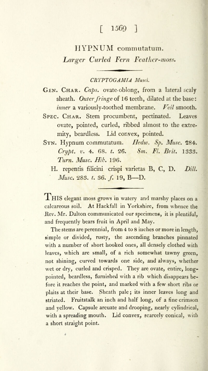 [ 1569 ] HYPNUM commutatum. Larger Curled Fern Feather-moss. CRYPTOGAMIA Musci. Gen. Char. Caps. ovate-oblong, from a lateral scaly sheath. Outerfringe of 16 teeth, dilated at the base: inner a variously-toothed membrane. Veil smooth. Spec. Char. Stem procumbent, pectinated. Leaves ovate, pointed, curled, ribbed almost to the extre- mity, beardless. Lid convex, pointed. Syn. Hypnum commutatum. Hedw. Sp. Muse. 284. Crypt. v. 4. 68. t. 26. Sm. FL Brit. 1333. Turn. Muse. Hib. 196. H. repentis filicini crispi varietas B, C, D. Dill. Muse. 283. t. 36. /. 19, B—D. I HIS elegant moss grows in watery and marshy places on a calcareous soil. At Hackfall in Yorkshire, from whence the Bev. Mr. Dalton communicated our specimens, it is plentiful, and frequently bears fruit in April and May. The stems are perennial, from 4 to 8 inches or more in length, simple or divided, rusty, the ascending branches pinnated with a number of short hooked ones, all densely clothed with leaves, which are small, of a rich somewhat tawny green, not shining, curved towards one side, and always, whether wet or dry, curled and crisped. They are ovate, entire, long- pointed, beardless, furnished with a rib which disappears be- fore it reaches the point, and marked with a few short ribs or plaits at their base. Sheath pale; its inner leaves long and striated. Fruitstalk an inch and half long, of a fine crimson and yellow. Capsule arcuate and drooping, nearly cylindrical, with a spreading mouth. Lid convex, scarcely conical, with a short straight point.