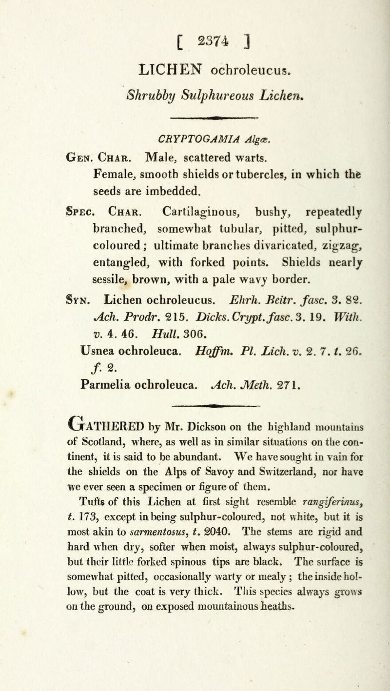 LICHEN ochroleucus. Shrubby Sulphureous Lichen. CRYPTOGAMIA Alga. Gen. Char. Male, scattered warts. Female, smooth shields or tubercles, in which the seeds are imbedded. Spec. Char. Cartilaginous, bushy, repeatedly branched, somewhat tubular, pitted, sulphur- coloured ; ultimate branches divaricated, zigzag, entangled, with forked points. Shields nearly sessile, brown, with a pale wavy border. Syn. Lichen ochroleucus. Ehrh. Beitr. fuse. 3. 82. Ach. Prodr. 215. Dicks. Crypt, fuse. 3.19. With, v. 4. 46. Hull. 306. Usnea ochroleuca. Hoffm. PI. Lick. v. 2. 7. /. 26. /• 2. Parmelia ochroleuca. Ach. Mcih. 271. CjrATHERED by Mr. Dickson on the highland mountains of Scotland, where, as well as in similar situations on the con- tinent, it is said to be abundant. We have sought in vain for the shields on the Alps of Savoy and Switzerland, nor have we ever seen a specimen or figure of them. Tufts of this Lichen at first sight resemble rangiferinus, t. 173, except in being sulphur-coloured, not white, but it is most akin to sarnie ntosus, t. 2040. The stems are rigid and hard when dry, softer when moist, always sulphur-coloured, but their little forked spinous tips are black. The surface is somewhat pitted, occasionally warty or mealy; the inside hol- low, but the coat is very thick. This species always grows on the ground, on exposed mountainous heaths