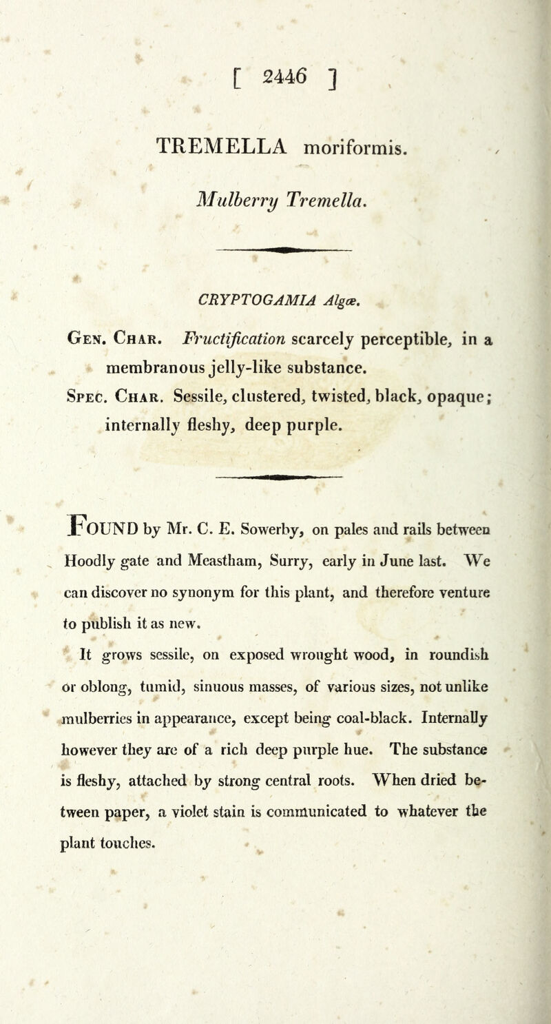 [ 2446 ] TREMELLA moriformis. Mulberry Tremella, CRYPTOGAMIA Algce, Gen. Char. Fructification scarcely perceptible, in a membranous jelly-like substance. Spec. Char. Sessile, clustered, twisted, black, opaque; internally fleshy, deep purple. Jb OUND by Mr. C. E. Sowerby, on pales and rails between Hoodly gate and Meastham, Surry, early in June last. We can discover no synonym for this plant, and therefore venture to publish it as new. It grows sessile, on exposed wrought wood, in roundish or oblong, tumid, sinuous masses, of various sizes, not unlike mulberries in appearance, except being coal-black. Internally however they are of a rich deep purple hue. The substance is fleshy, attached by strong central roots. When dried be- tween paper, a violet stain is communicated to whatever the plant touches.