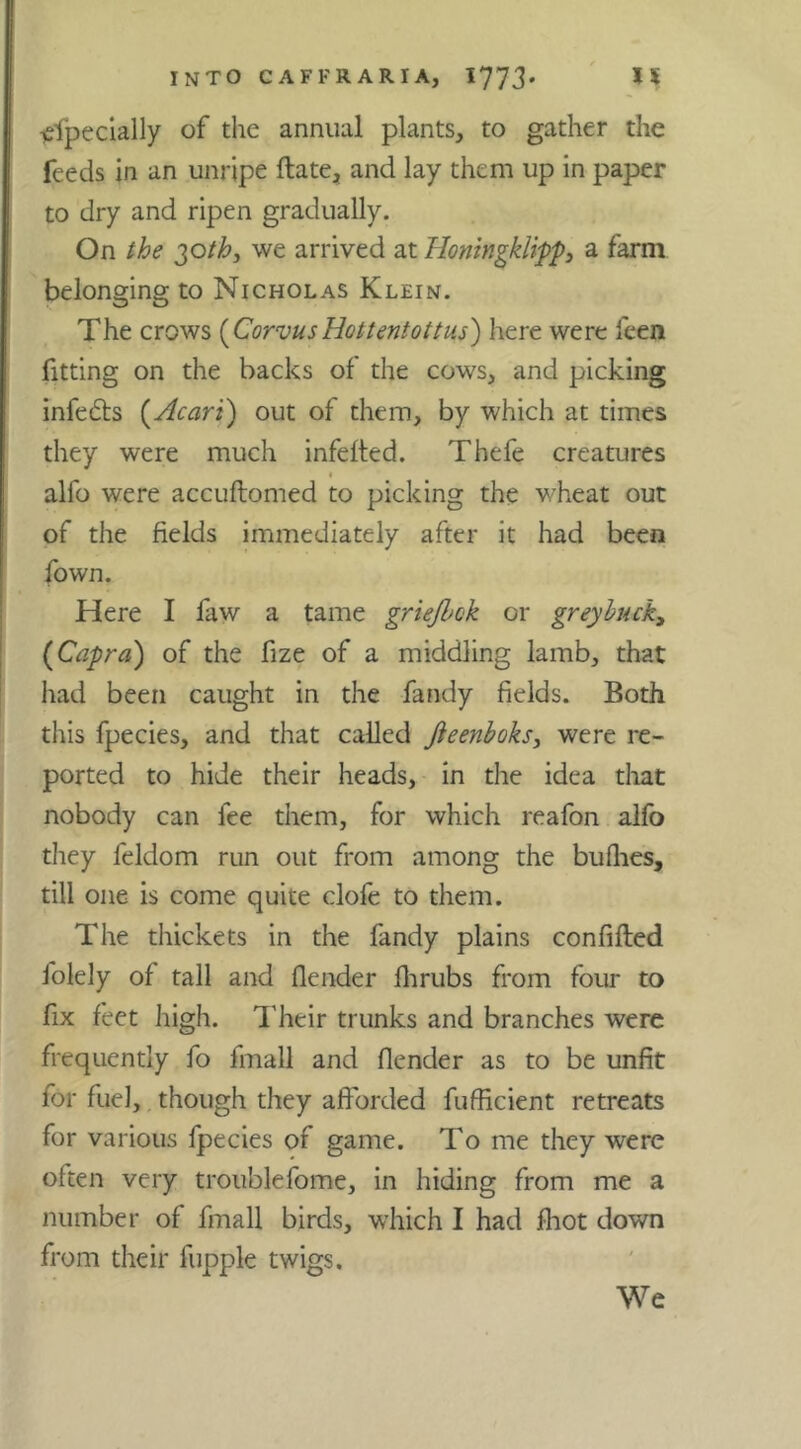 isfpeclally of the annual plants, to gather the feeds in an unripe ftate, and lay them up in paper to dry and ripen gradually. On ihe we arrived ziHoningklipp, a farm belonging to Nicholas Klein. The crows [CorvusHottmtottus^ here were feen fitting on the backs of the cows, and picking infedts {Acari) out of them, by which at times they were much infefted. Thefe creatures I alfo were accuftomed to picking the wheat out of the fields immediately after it had been fown. Here I faw a tame griejhok or greyhuck^ {Capra) of the fize of a middling lamb, that had been caught in the fandy fields. Both this fpecies, and that called Jieenboks, were re- ported to hide their heads, in the idea tliat nobody can fee them, for which reafon alfo they feldom run out from among the bullies, till one is come quite clofe to them. The thickets in the fandy plains confifted folely of tall and {lender flirubs from four to fix feet high. Their trunks and branches were frequently fo fmall and {lender as to be unfit for fuel, though they afforded fufficient retreats for various fpecies of game. To me they were often very troublefome, in hiding from me a number of fmall birds, which I had fliot down from their fupple twigs. We