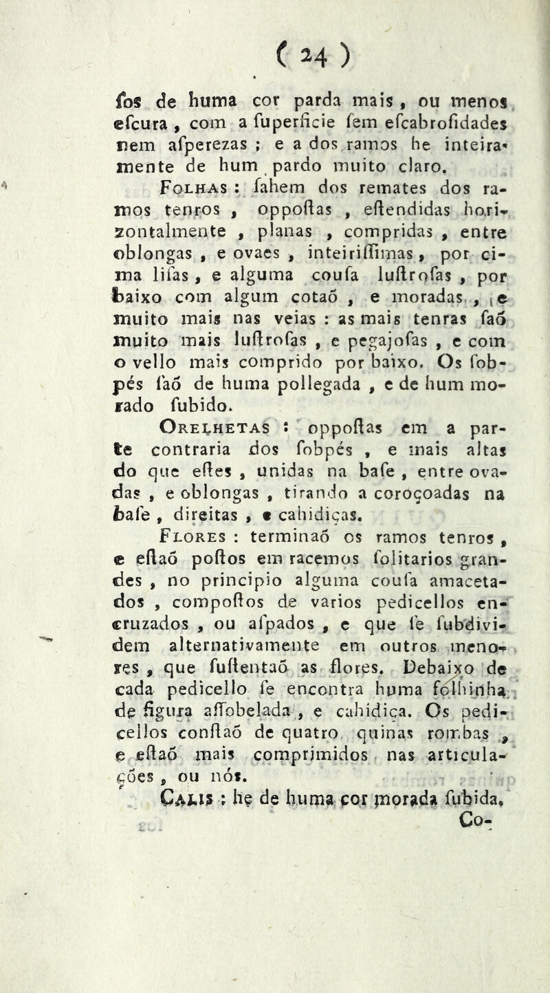 « los de huma cor parda mais , ou menos efcura , com a fuperíicie fem efcabrofidades nem afperezas ; e a dos ramos he inteira^ mente de hum pardo muito claro, Folhas : fahem dos remates dos ra- mos tenros , oppoflas , eftendidas hori-.- zontalmente , planas , compridas , entre oblongas , e ovacs , inteiriííimas, por ci- ma lifas, e alguma coufa luílrofas , por baixo com algum çotaõ , e moradas , muito mais nas veias : as mais tenras fao muito mais liiftrofas , e pegajofas , e com o vello mais comprido por baixo. Os fob- pés fao de huma pollegada , c de hum mo- rado fubido. Ore^hetas í oppoftas cm a par- te contraria dos fobpcs , e mais altas do que eíles , unidas na bafe , entre ova- das , e oblongas , tirando a coroçoadas na fcafe , direitas , t cahidiças. Flores : terminaó os ramos tenros , e eft aó poflos em racemos íoiitarios gran- des , no principio alguma coufa amaceta- dos , compoflos de vários pedicellos en- cruzados , ou afpados , c que fe fubdivi- dem alternativamente em outros ineno^ yçs , que fuíientaõ as flores. Debaixo de cada pedicello fe encontra huma folhinha, de fígura aíTobelada', e cahidica. Os pedi- ceilos conflao de quatro quinas rombas , e fiflaõ mais cqrnprjmidos nas articula- ções j ou nós. \ hç de huma por morada fubida, Co-